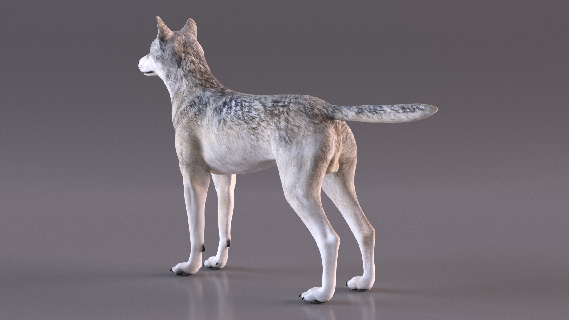 3D model Wolf Rigged for Cinema 4D