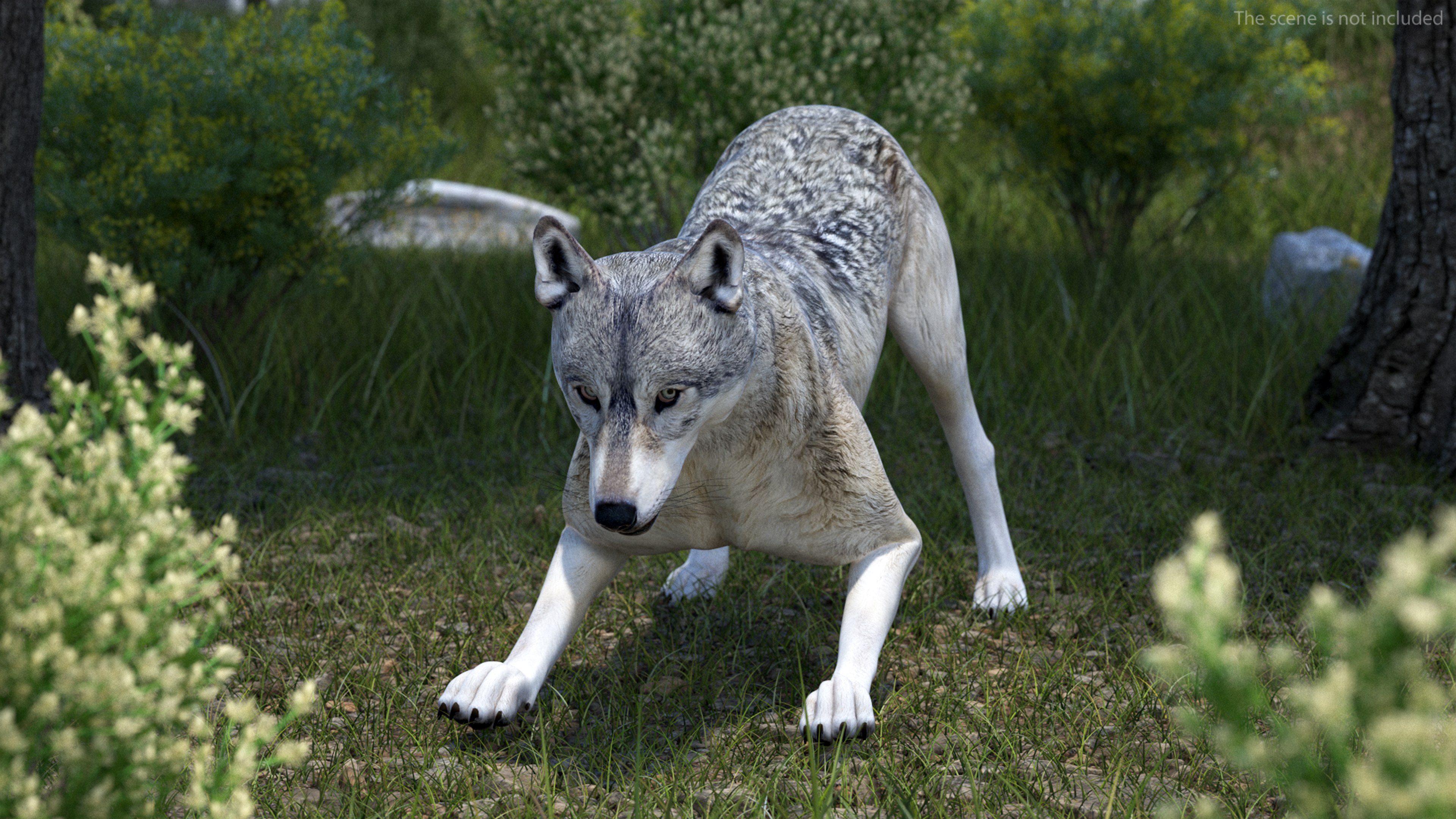 3D model Wolf Rigged for Cinema 4D