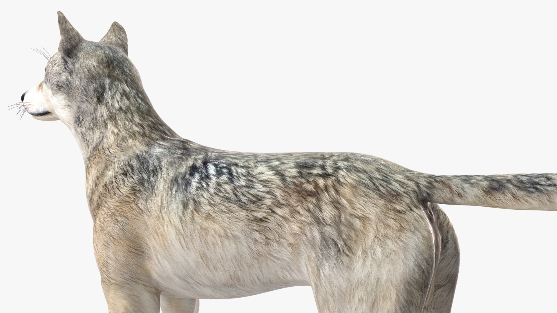 3D model Wolf Rigged for Cinema 4D