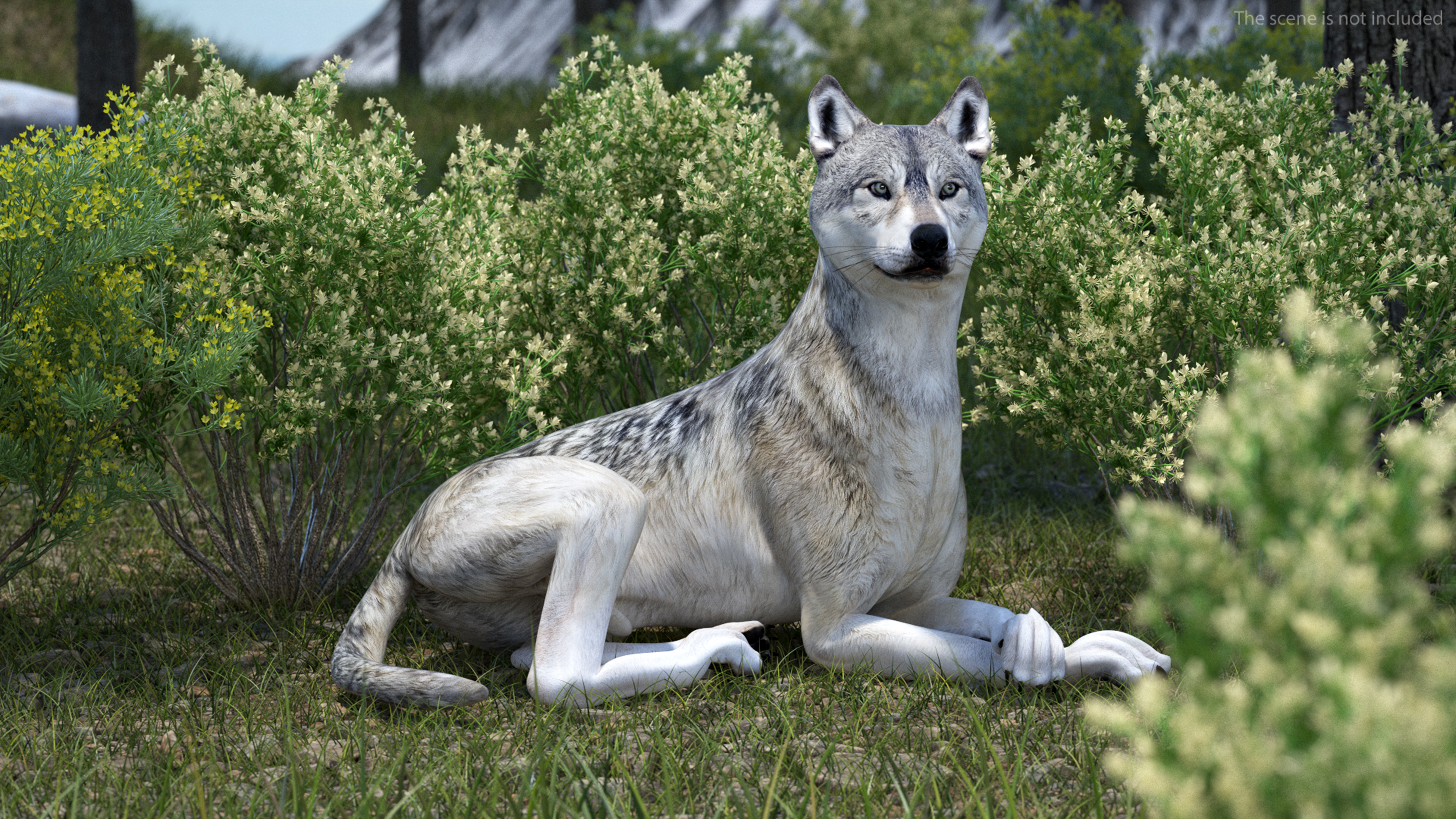 3D model Wolf Rigged for Cinema 4D