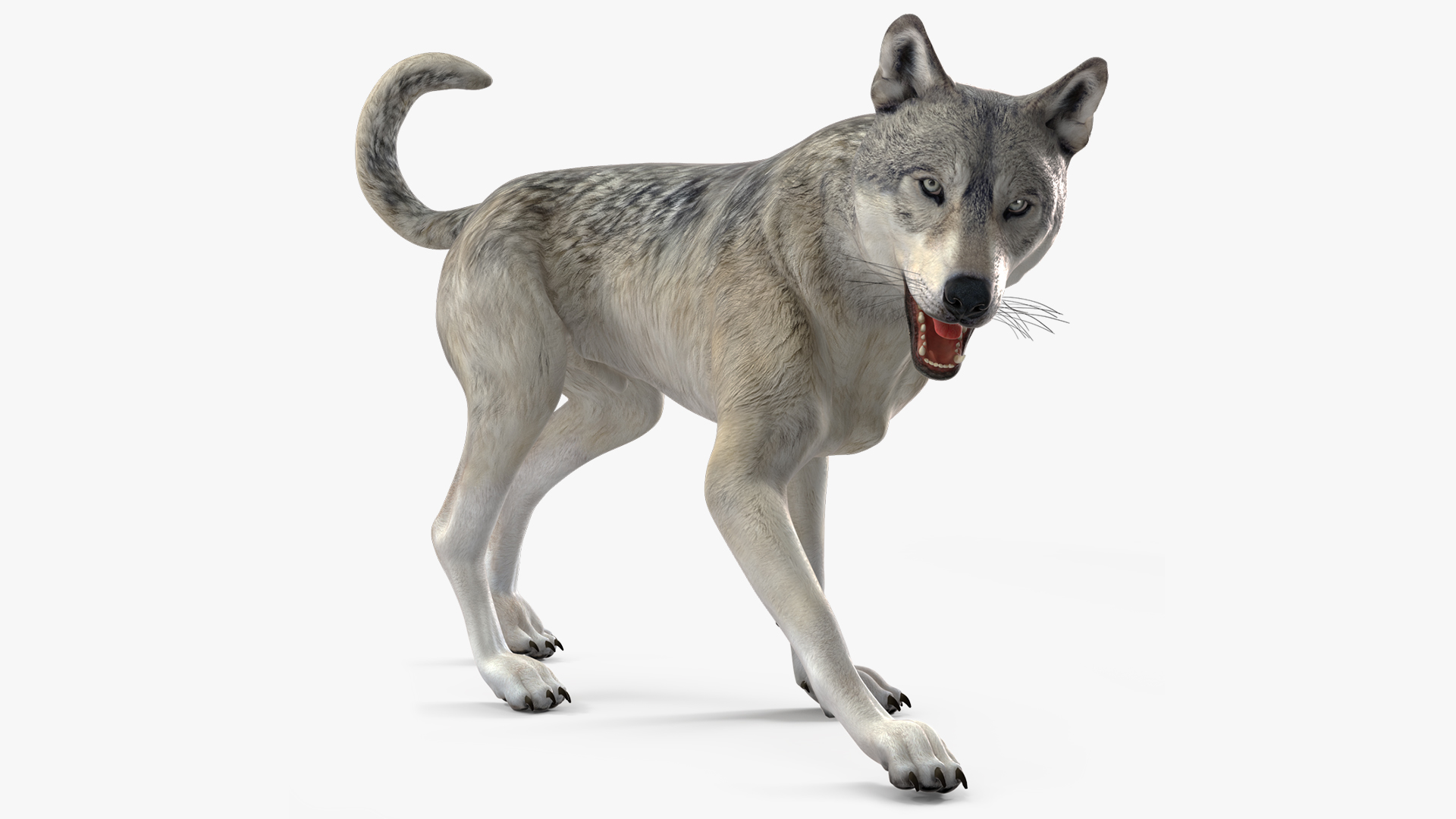3D model Wolf Rigged for Cinema 4D