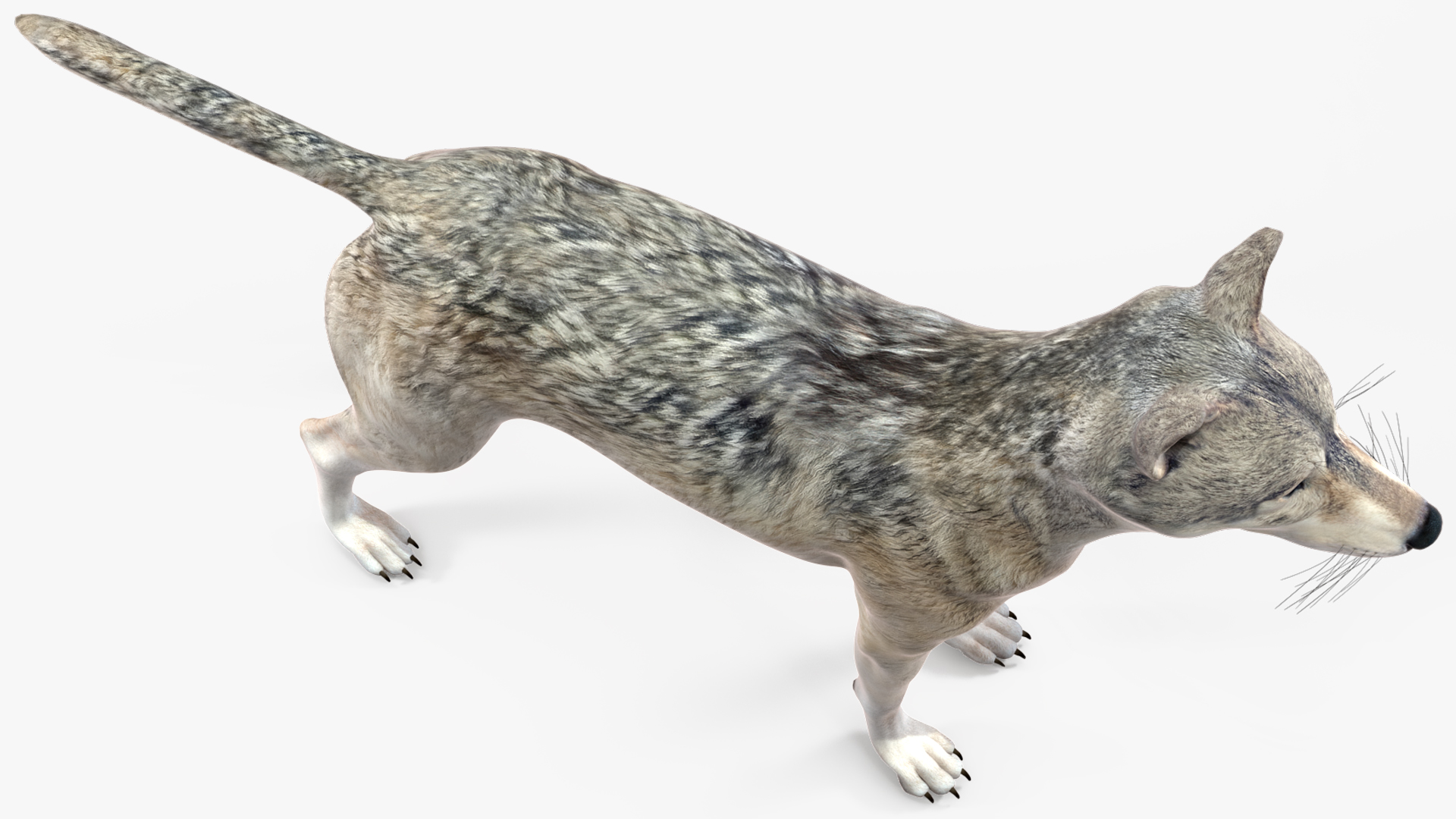 3D model Wolf Rigged for Cinema 4D