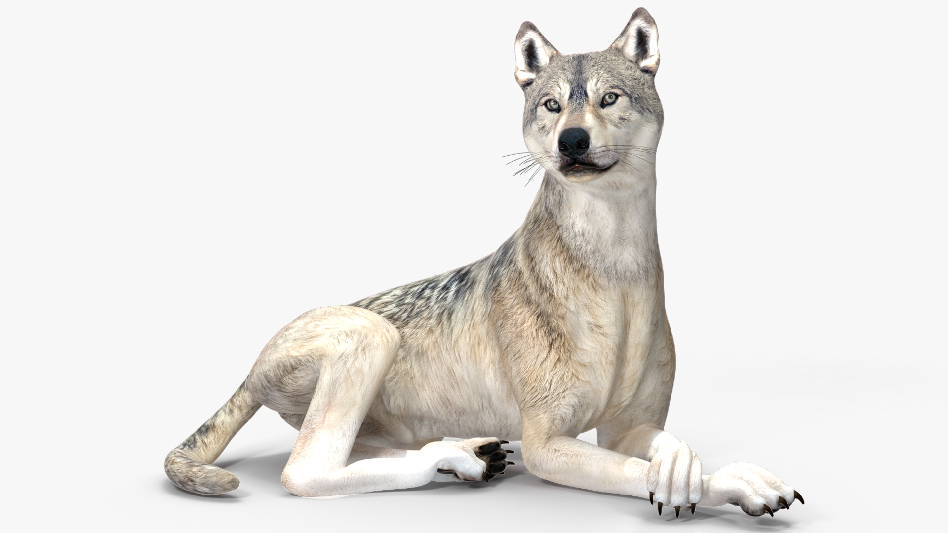 3D model Wolf Rigged for Cinema 4D