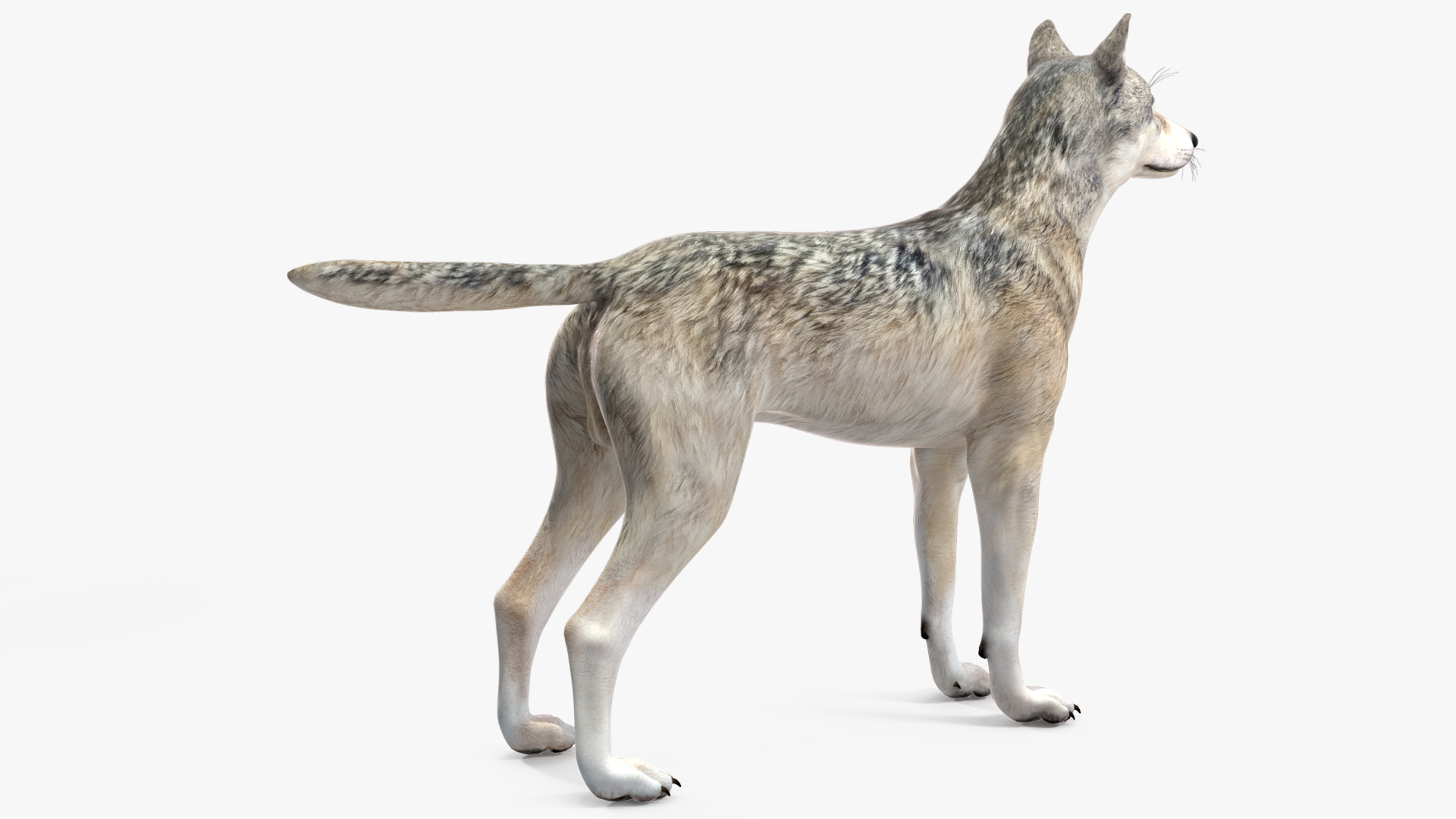 3D model Wolf Rigged for Cinema 4D