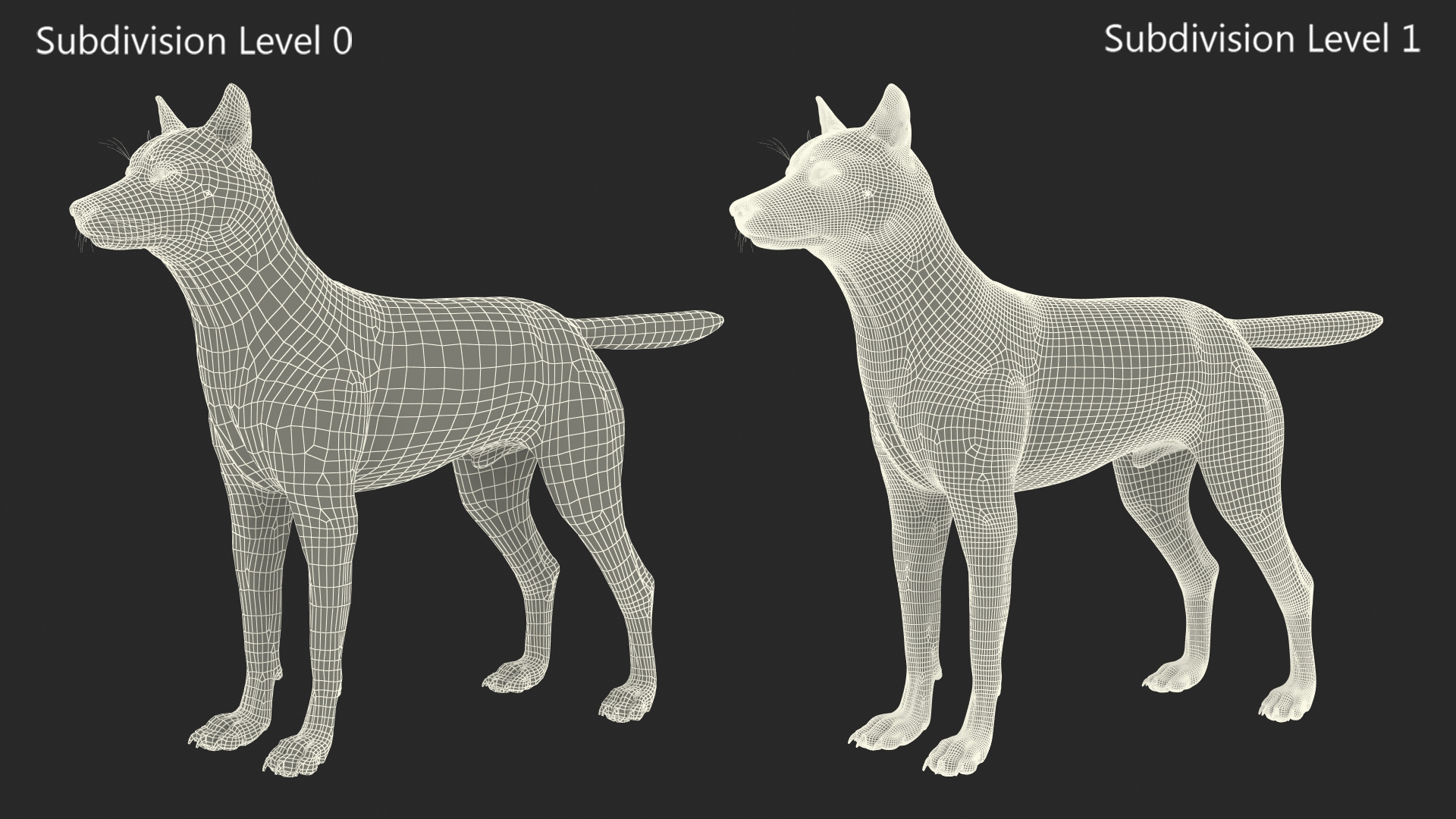 3D model Wolf Rigged for Cinema 4D