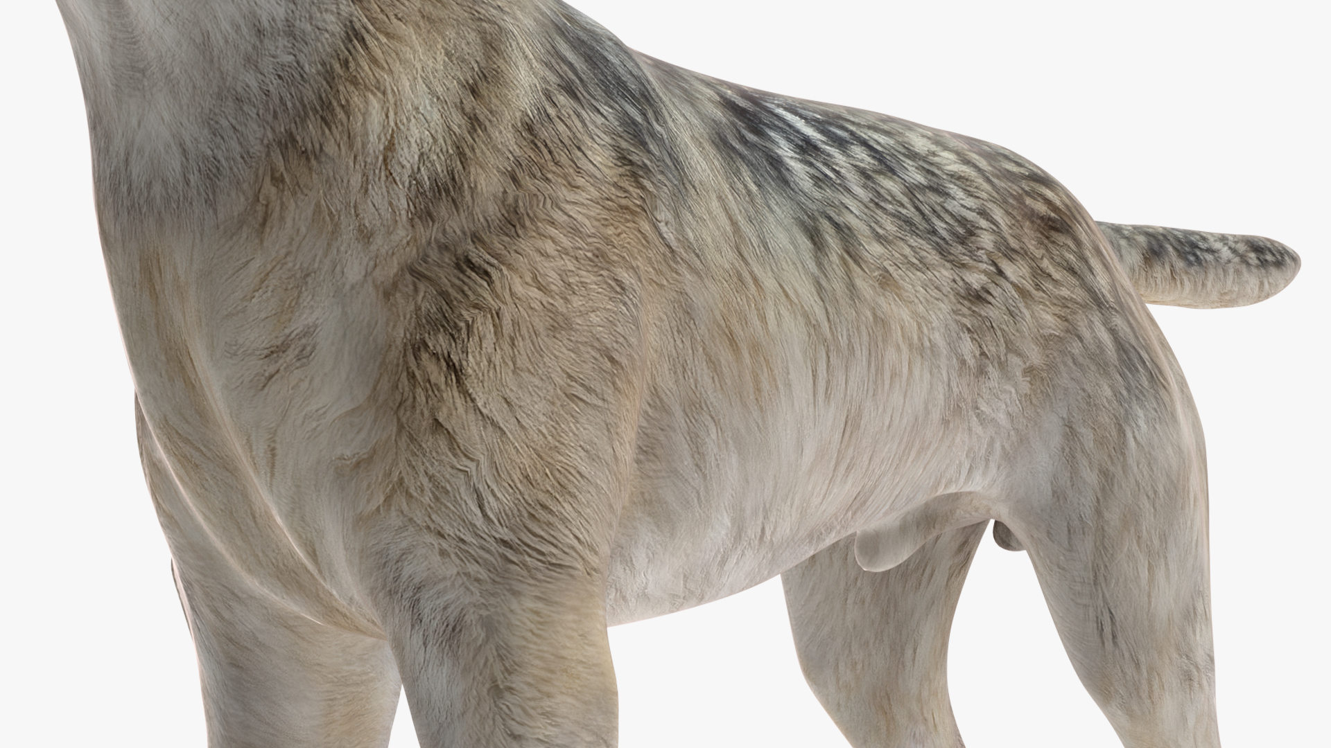3D model Wolf Rigged for Cinema 4D