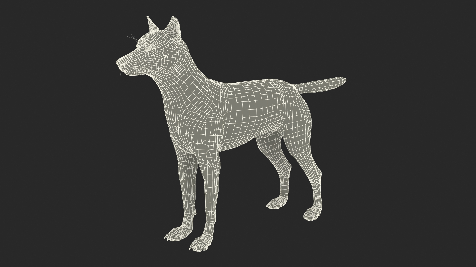 3D model Wolf Rigged for Cinema 4D