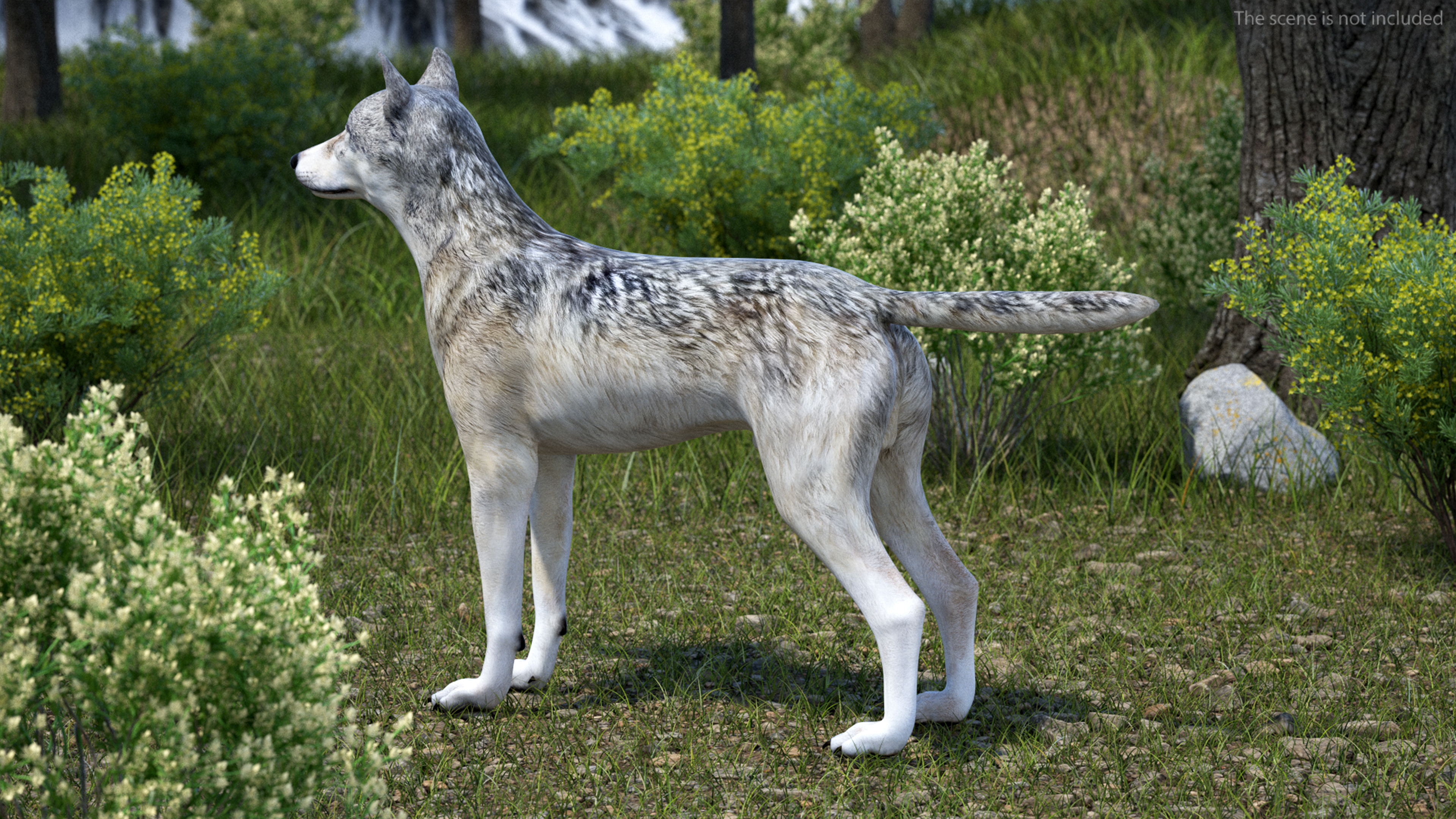 3D model Wolf Rigged for Cinema 4D