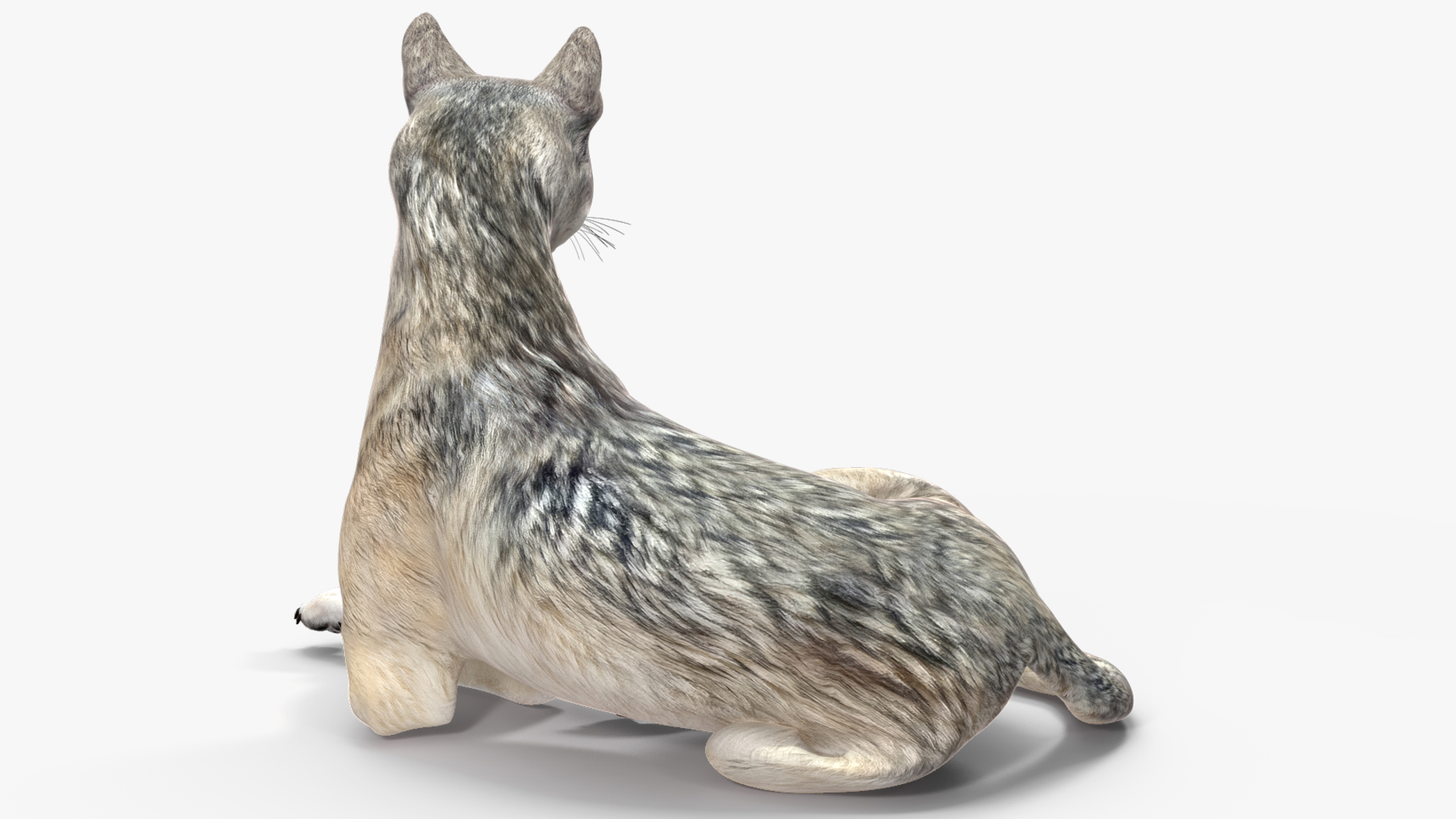 3D model Wolf Rigged for Cinema 4D