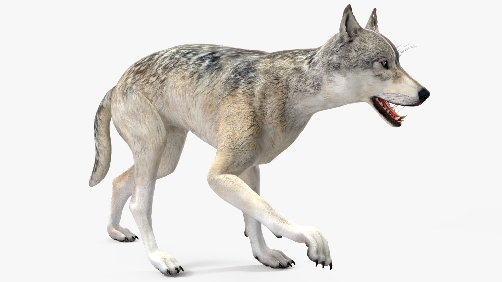 3D model Wolf Rigged for Cinema 4D