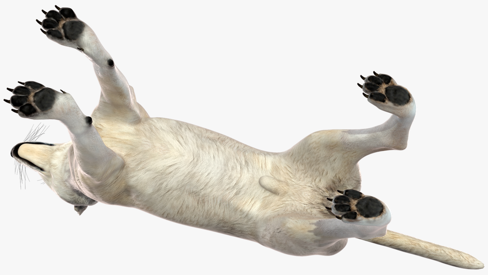 3D model Wolf Rigged for Cinema 4D