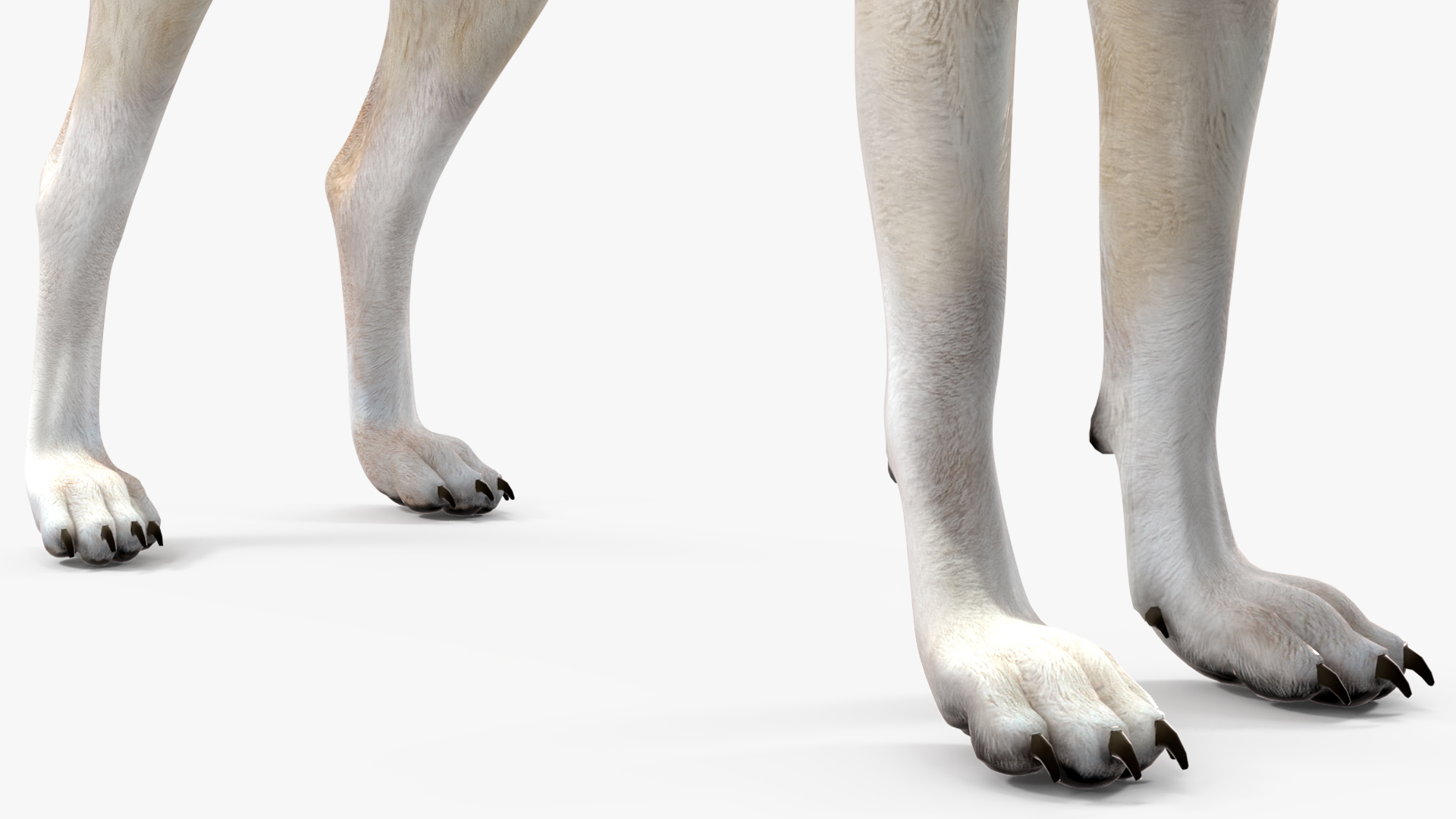 3D model Wolf Rigged for Cinema 4D