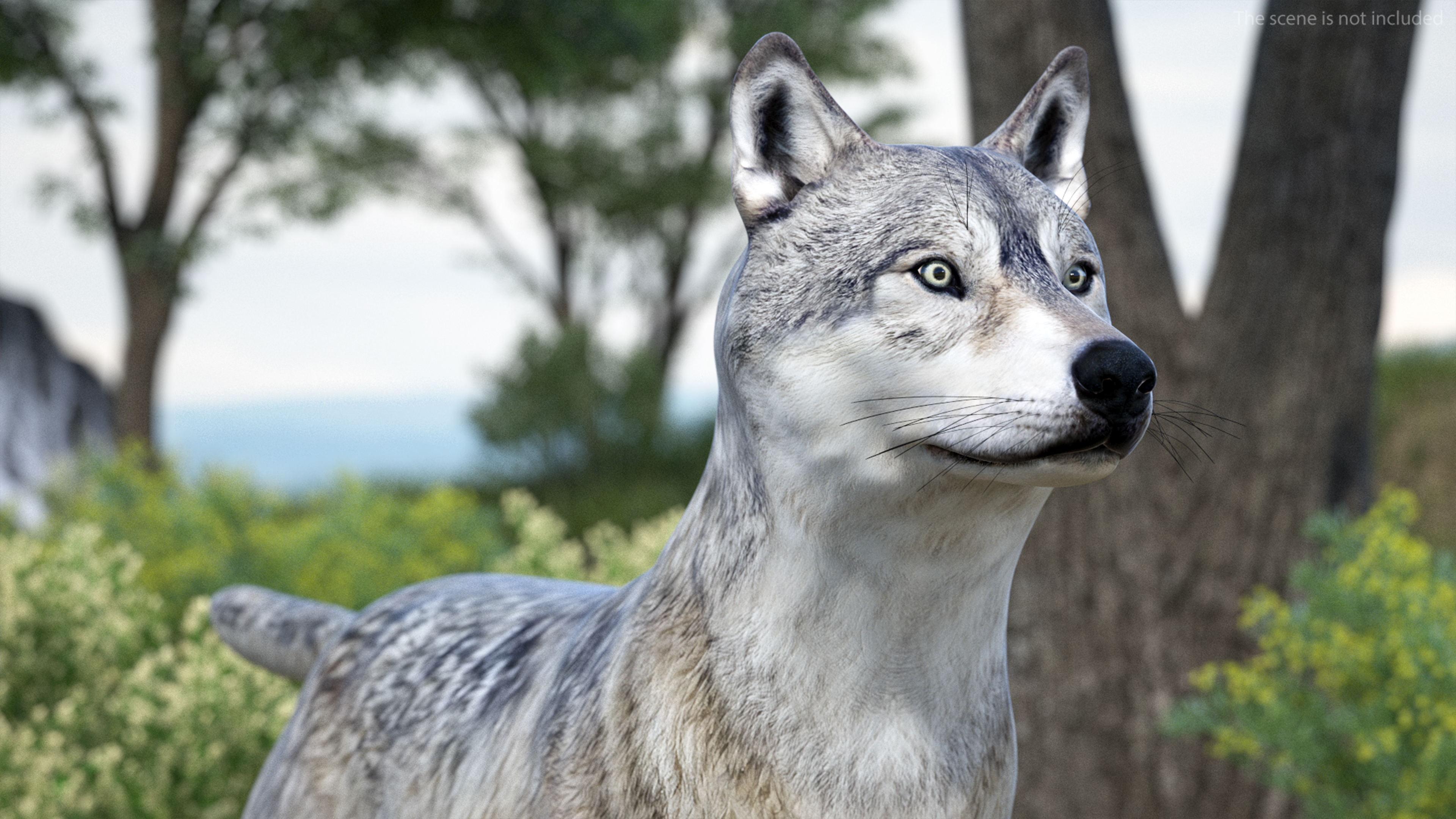 3D model Wolf Rigged for Cinema 4D