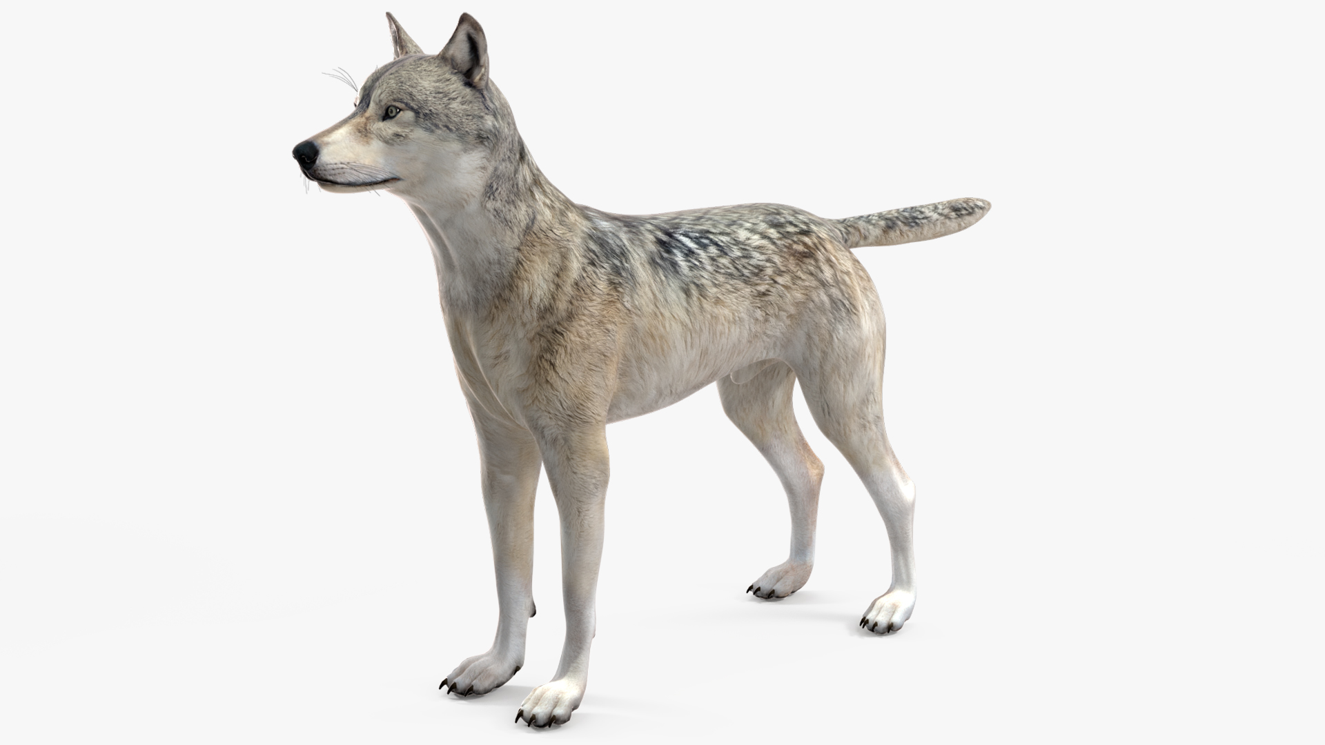 3D model Wolf Rigged for Cinema 4D