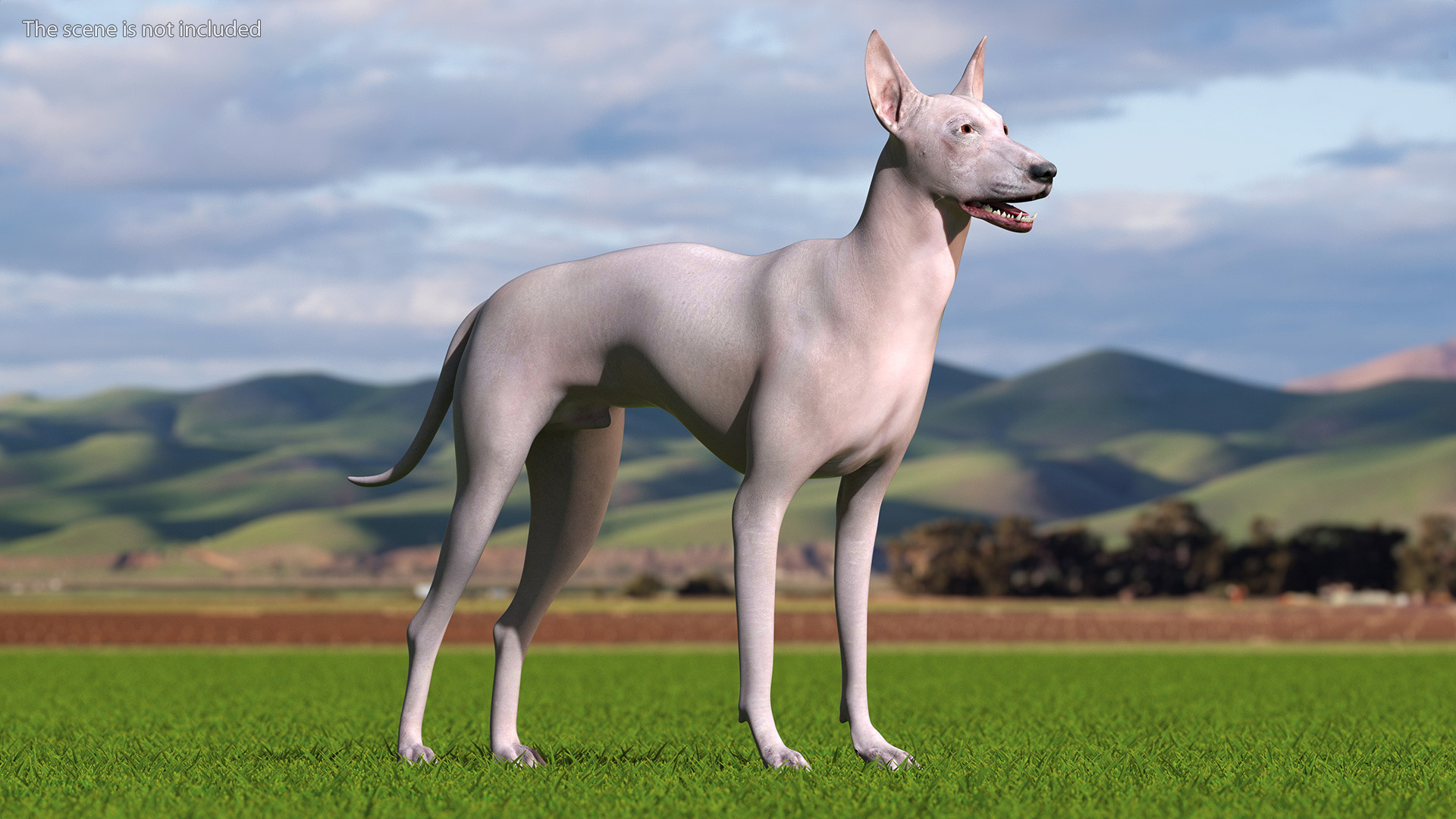 3D Xolo Hairless Mexican Dog Fawn Rigged for Maya
