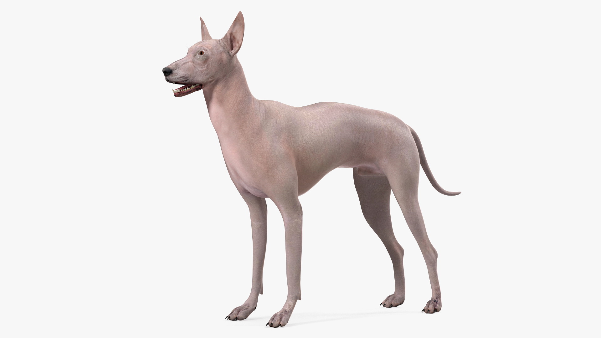 3D Xolo Hairless Mexican Dog Fawn Rigged for Maya
