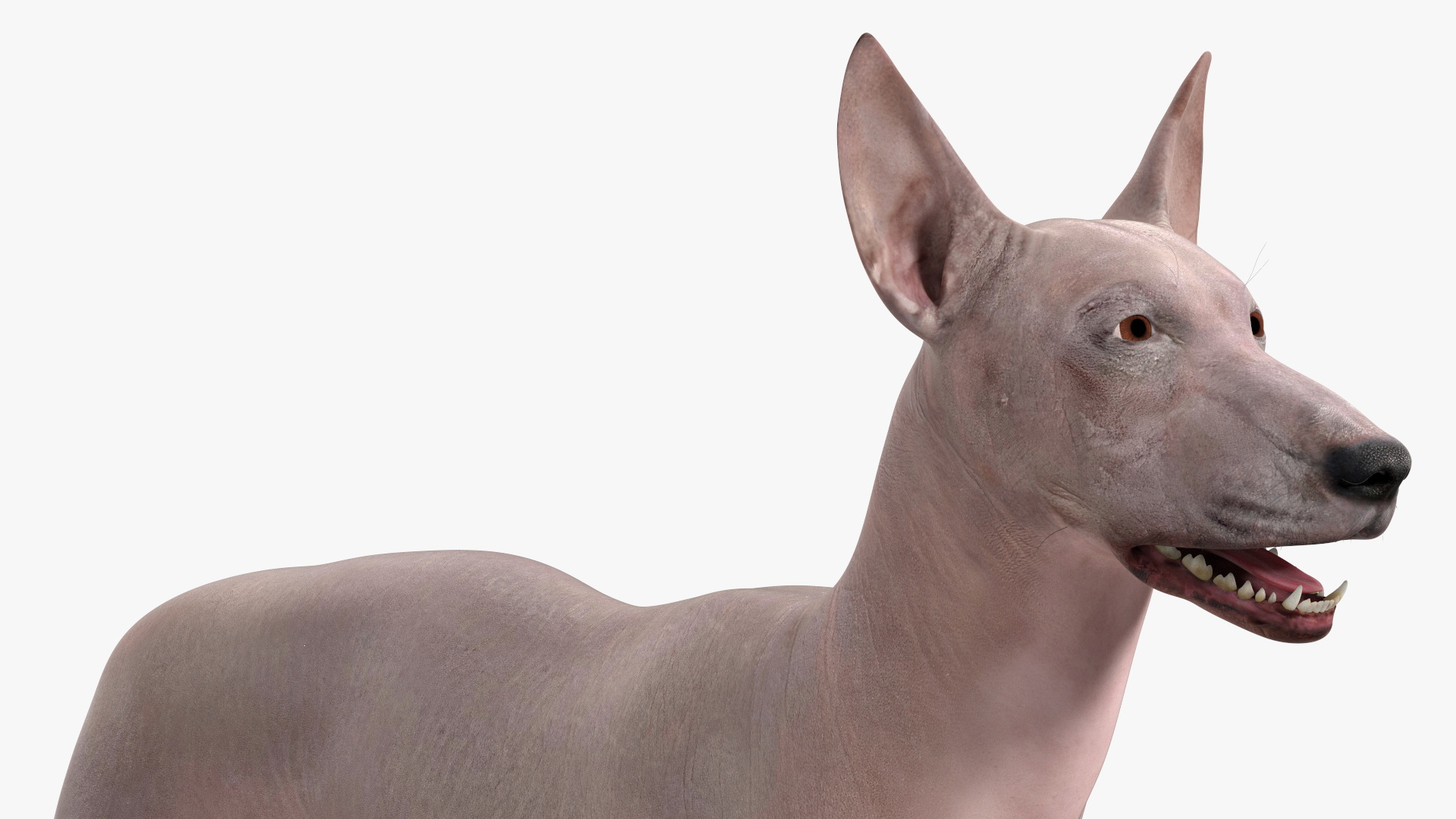3D Xolo Hairless Mexican Dog Fawn Rigged for Maya
