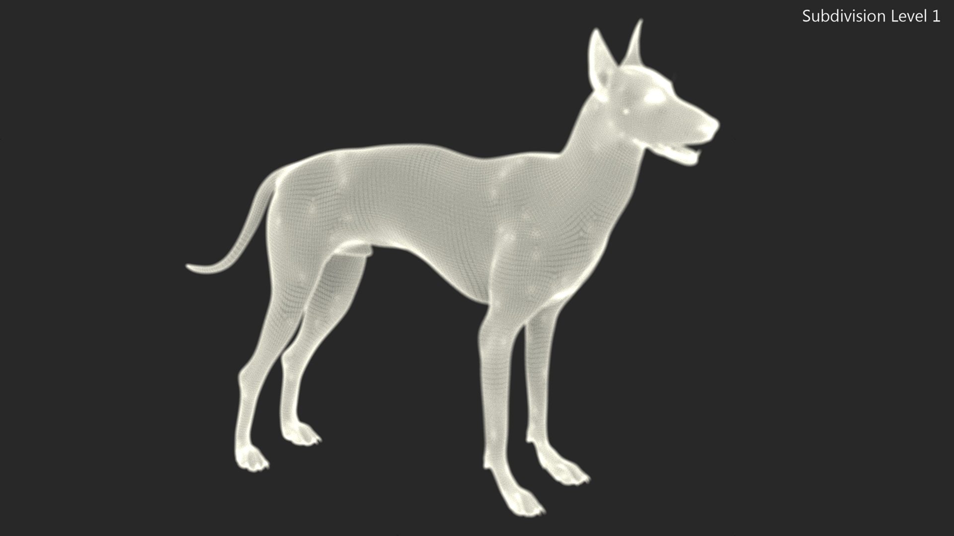 3D Xolo Hairless Mexican Dog Fawn Rigged for Maya