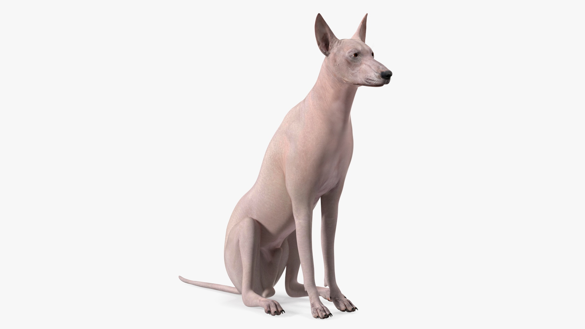 3D Xolo Hairless Mexican Dog Fawn Rigged for Maya
