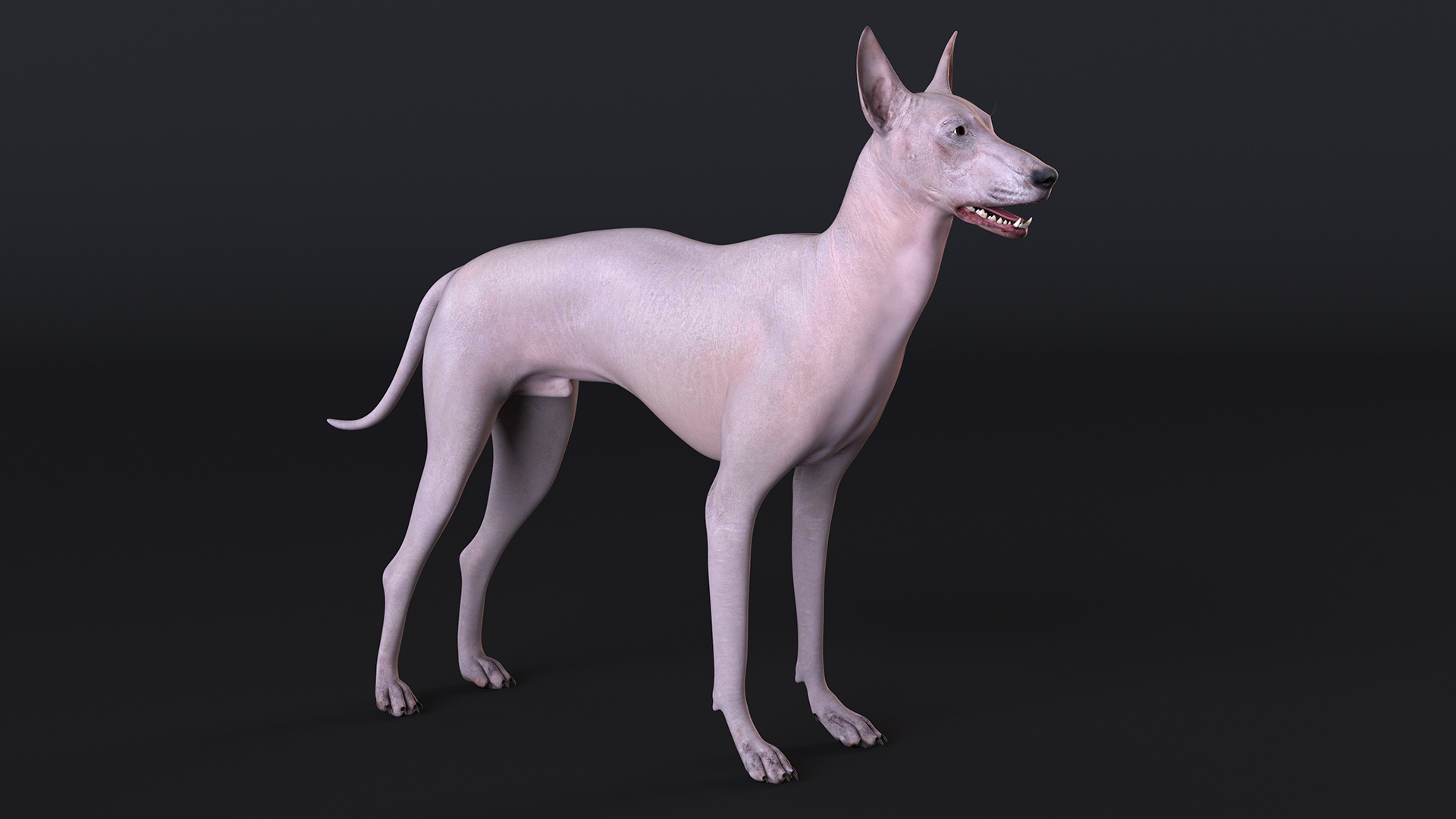 3D Xolo Hairless Mexican Dog Fawn Rigged for Maya