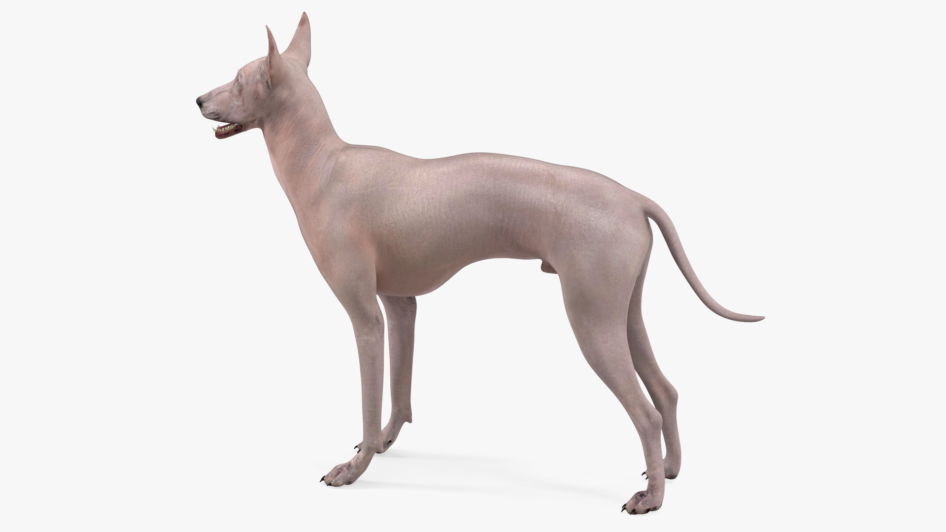 3D Xolo Hairless Mexican Dog Fawn Rigged for Maya