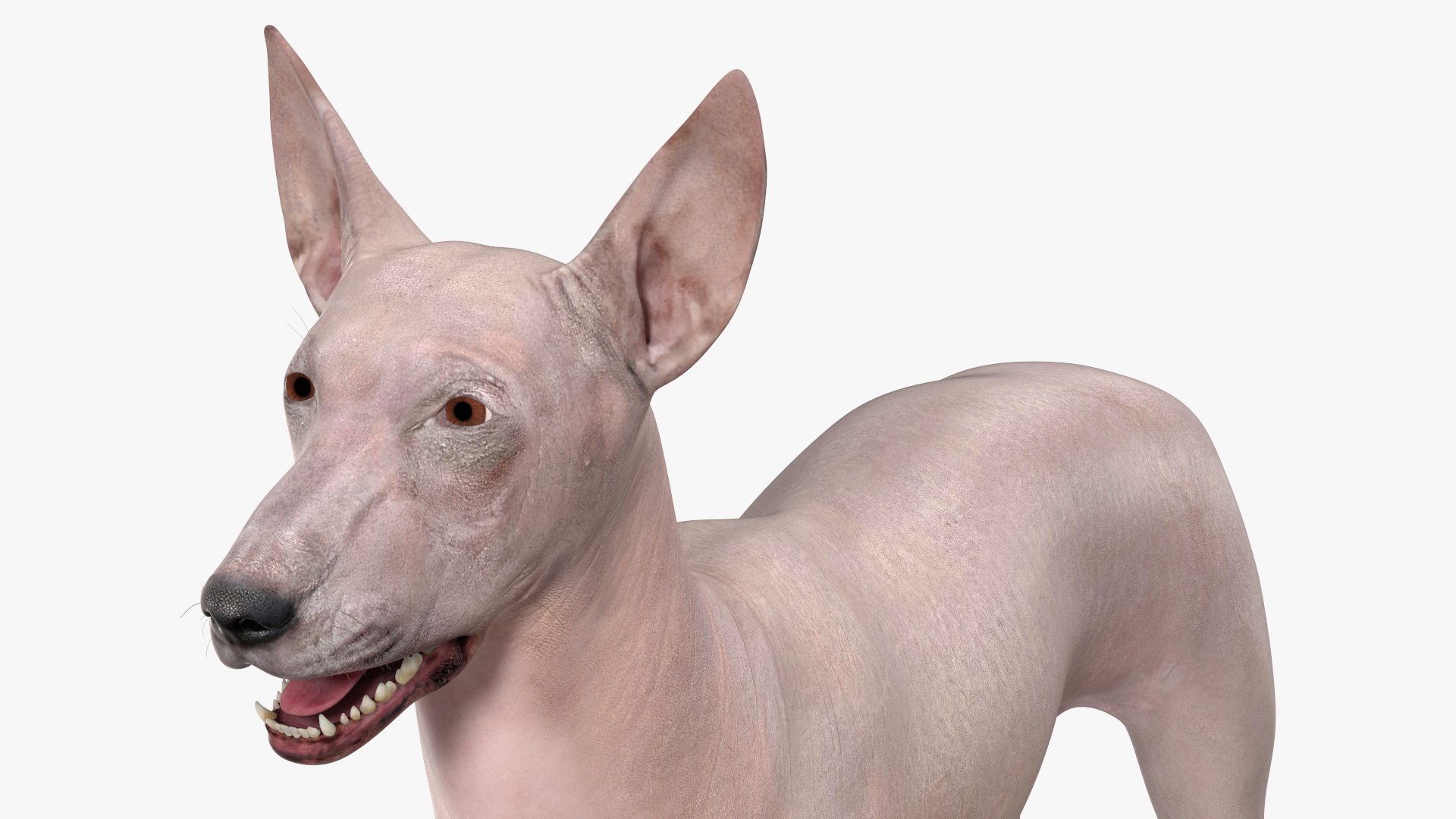 3D Xolo Hairless Mexican Dog Fawn Rigged for Maya
