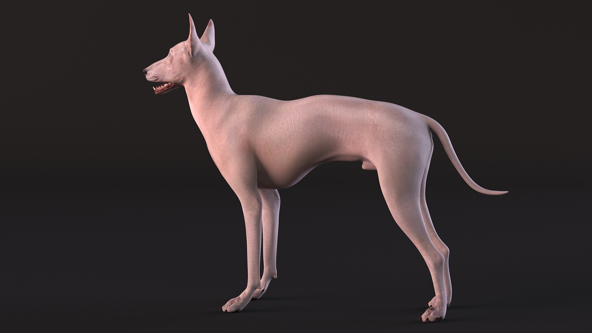 3D Xolo Hairless Mexican Dog Fawn Rigged for Maya