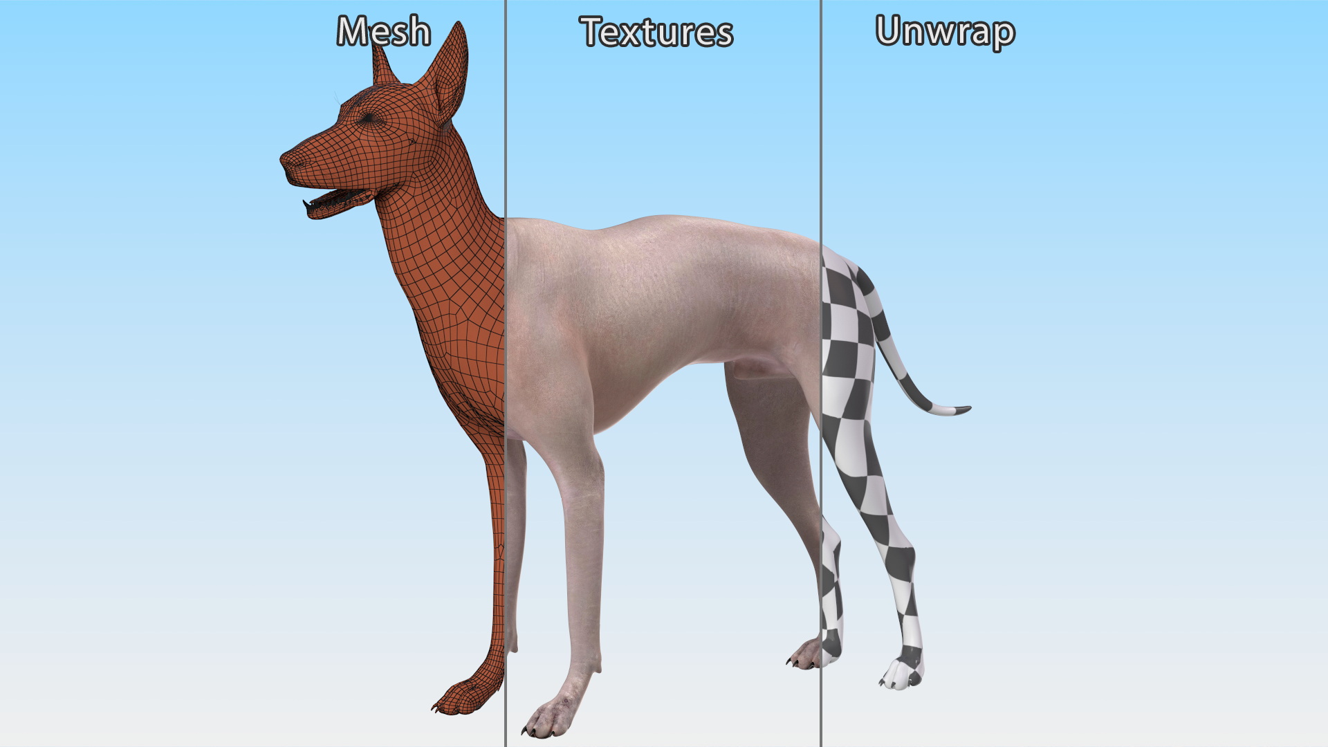 3D Xolo Hairless Mexican Dog Fawn Rigged for Maya