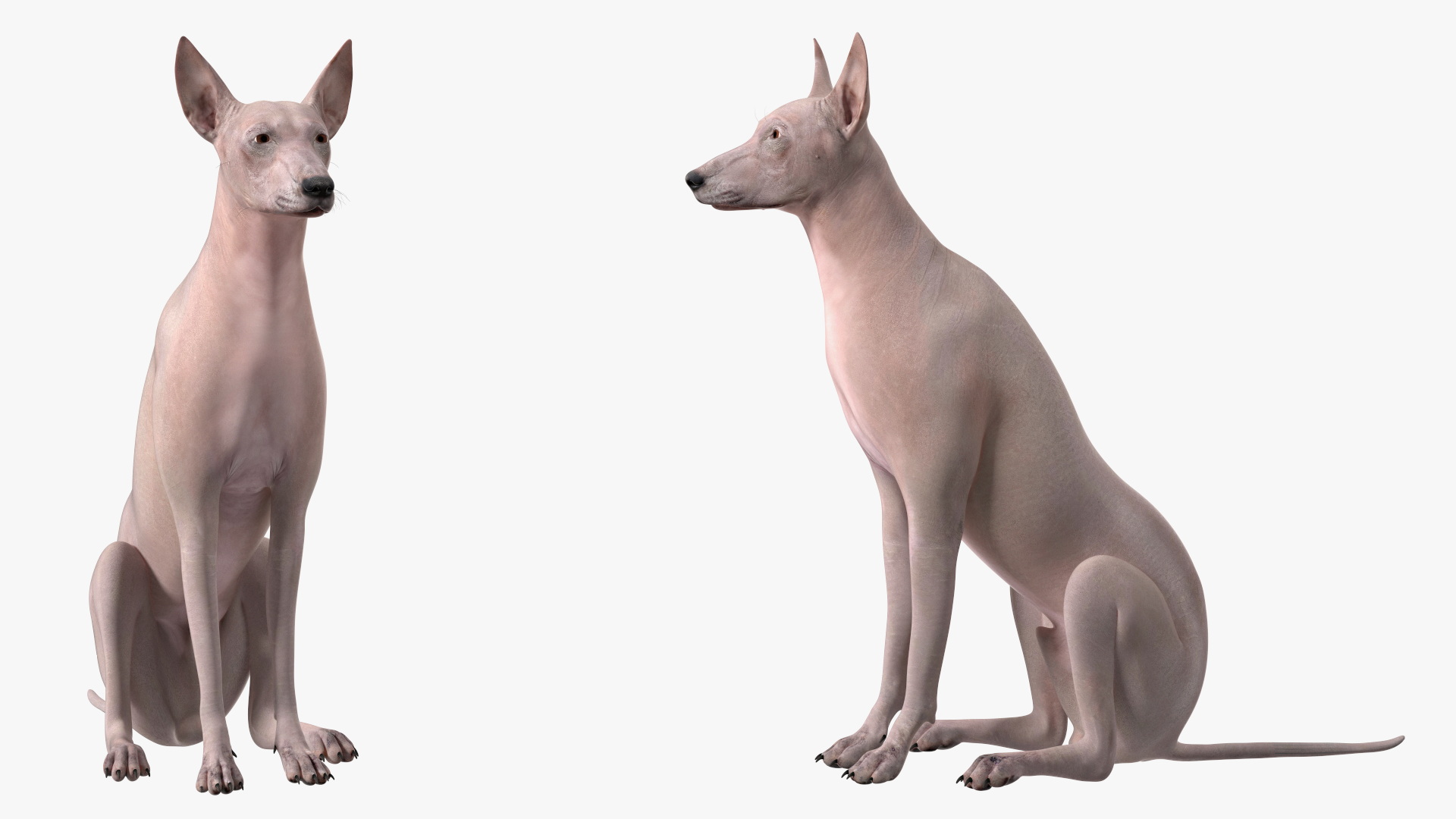 3D Xolo Hairless Mexican Dog Fawn Rigged for Maya