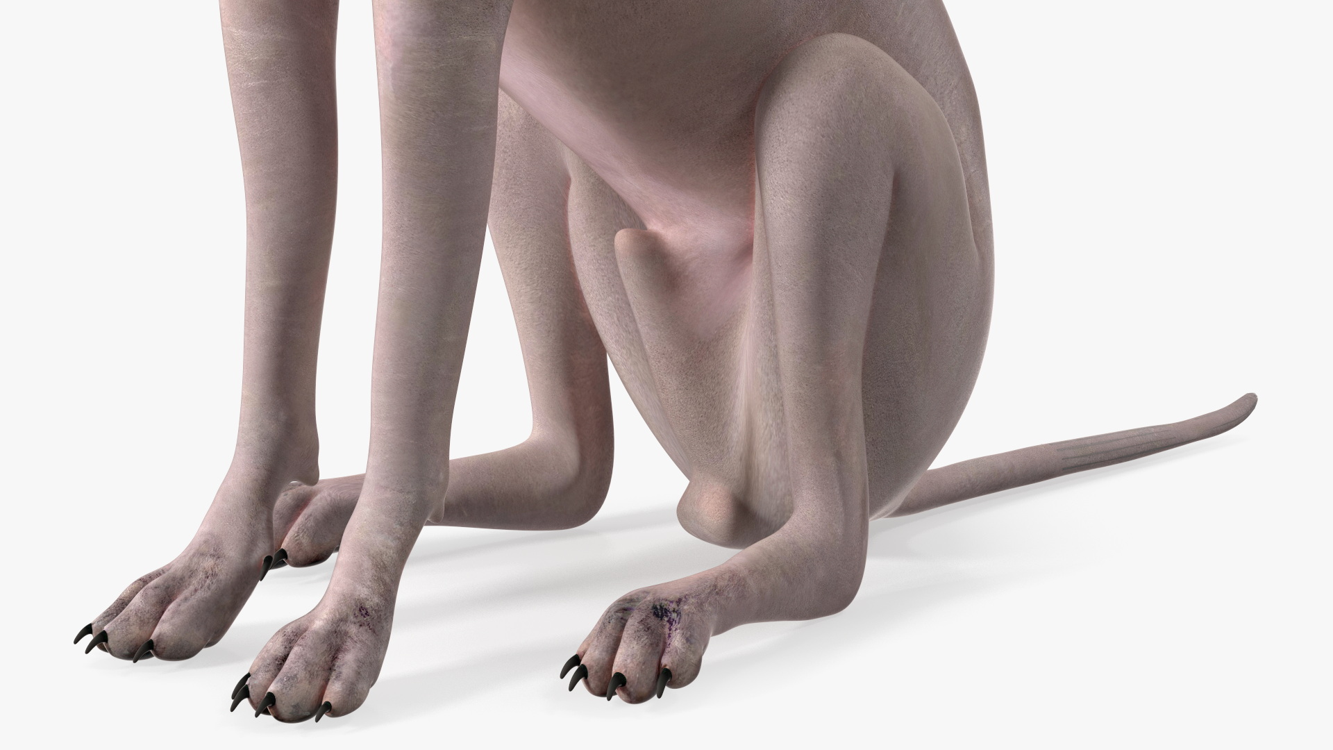 3D Xolo Hairless Mexican Dog Fawn Rigged for Maya