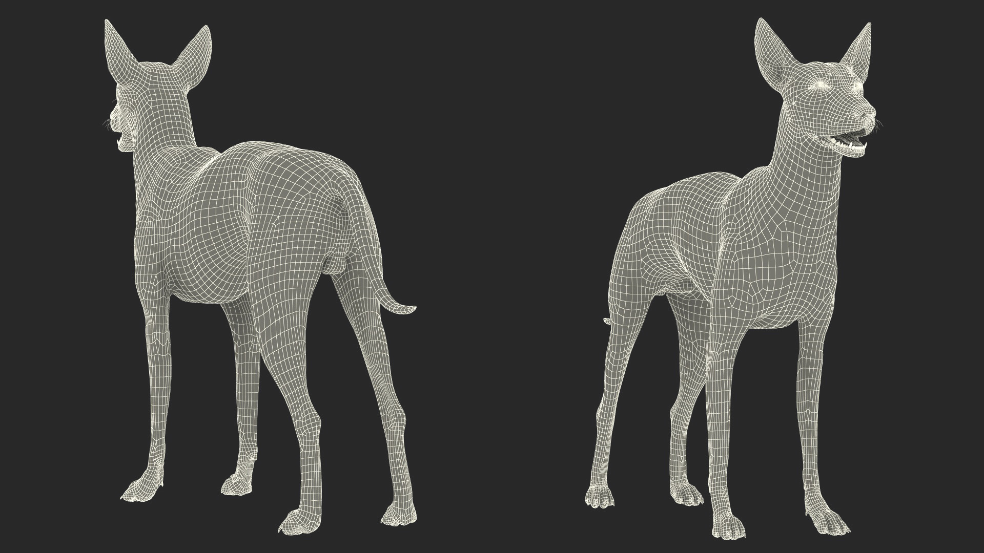 3D Xolo Hairless Mexican Dog Fawn Rigged for Maya