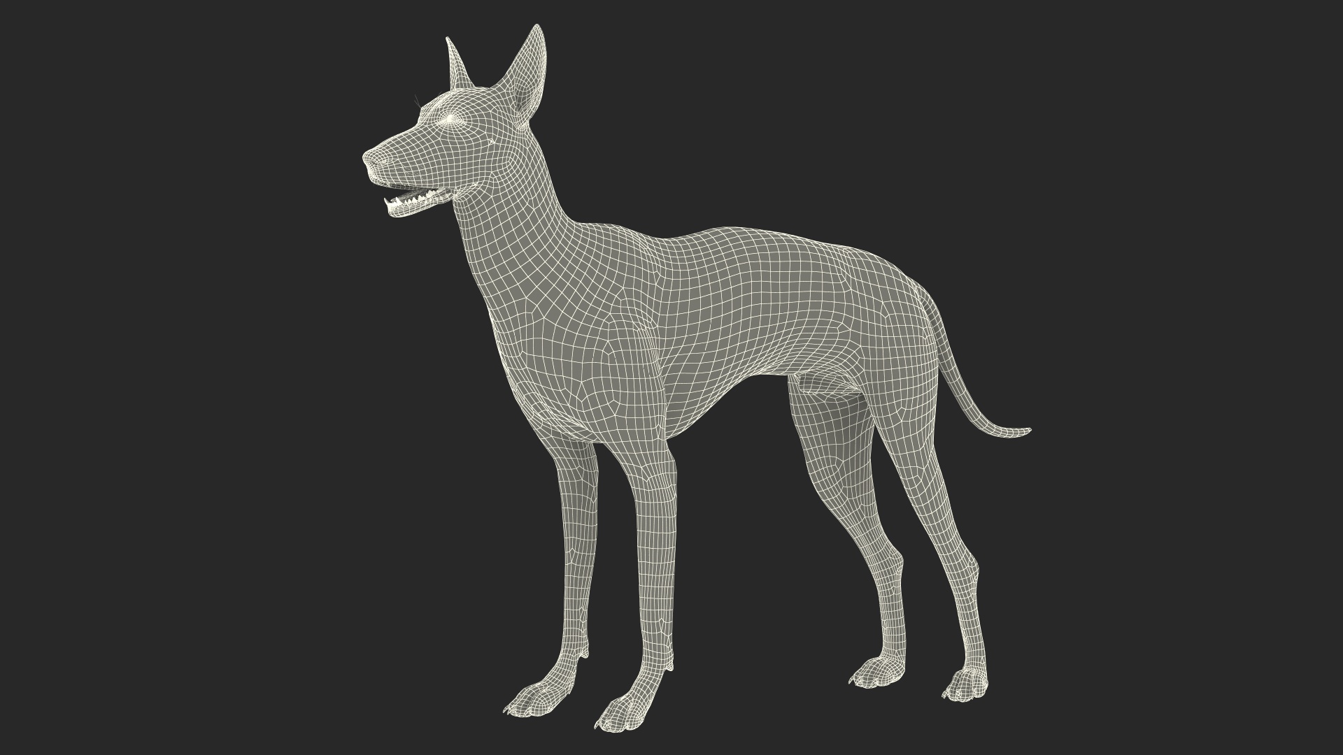 3D Xolo Hairless Mexican Dog Fawn Rigged for Maya