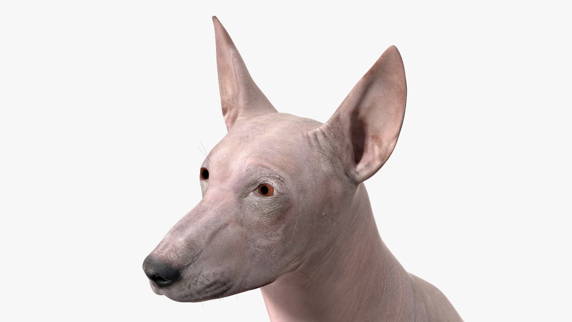 3D Xolo Hairless Mexican Dog Fawn Rigged for Maya