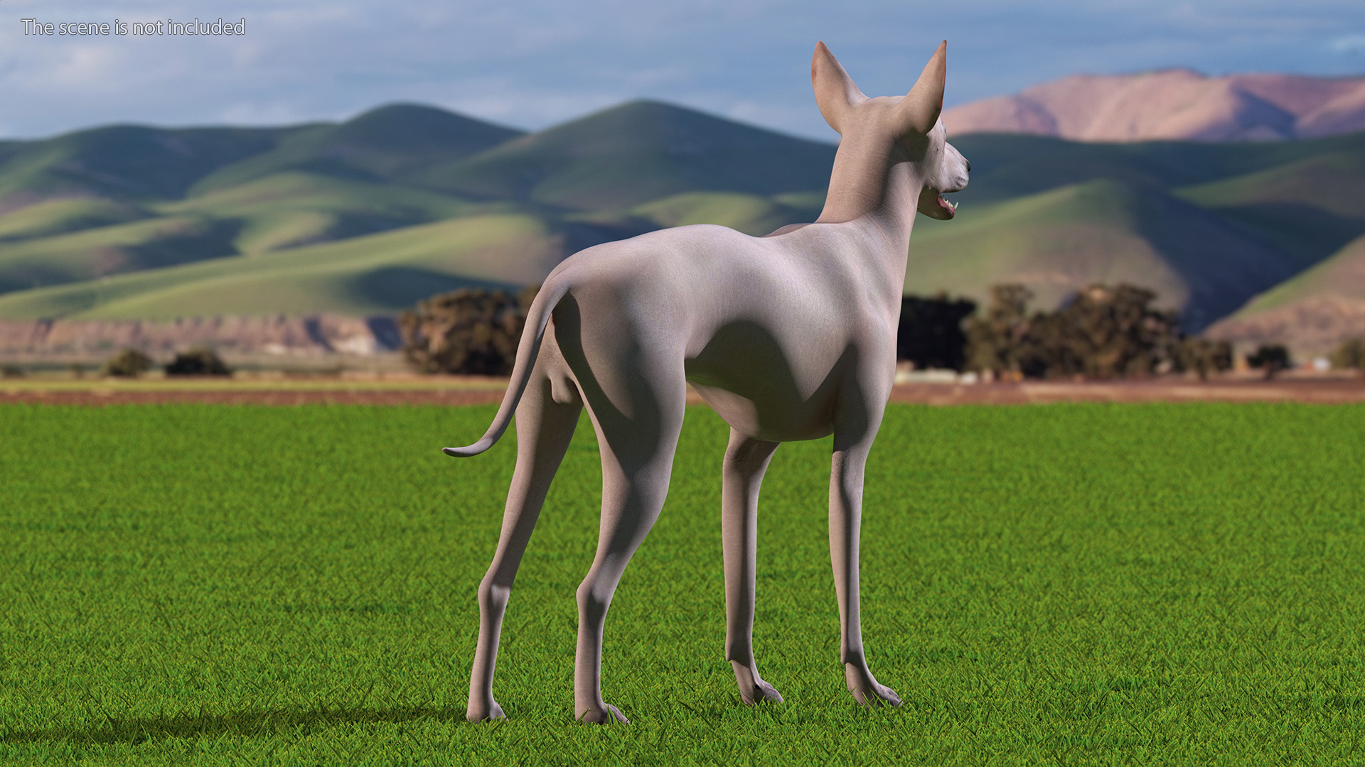 3D Xolo Hairless Mexican Dog Fawn Rigged for Maya