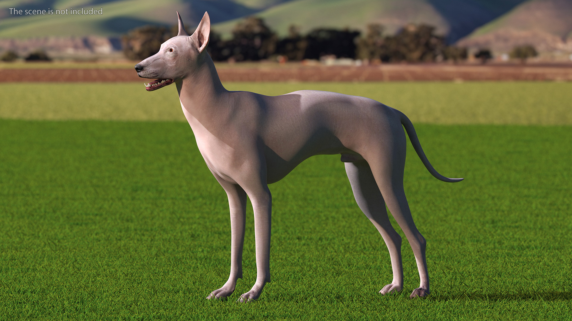 3D Xolo Hairless Mexican Dog Fawn Rigged for Maya