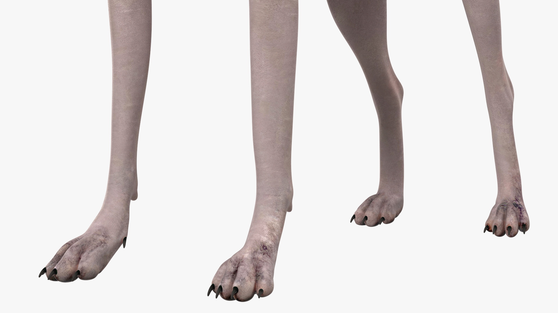 3D Xolo Hairless Mexican Dog Fawn Rigged for Maya