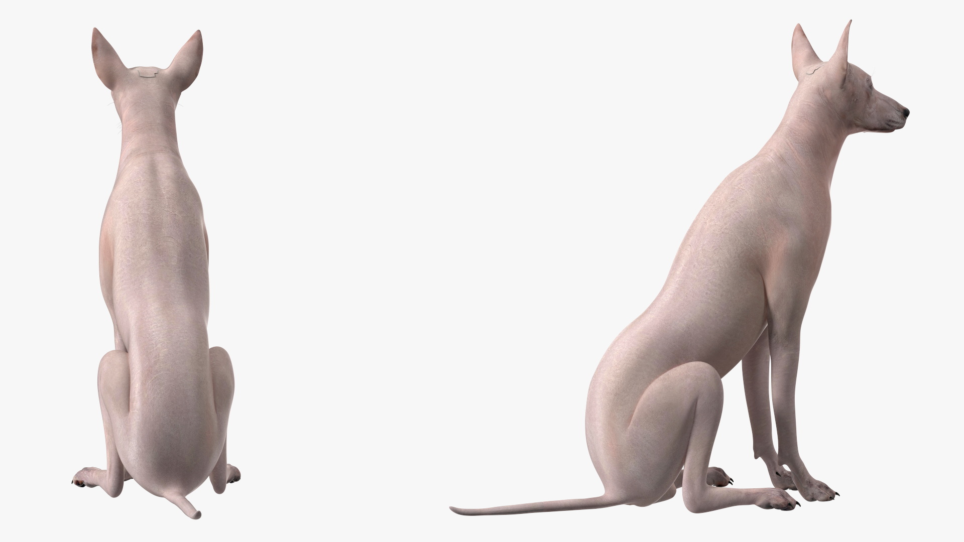 3D Xolo Hairless Mexican Dog Fawn Rigged for Maya