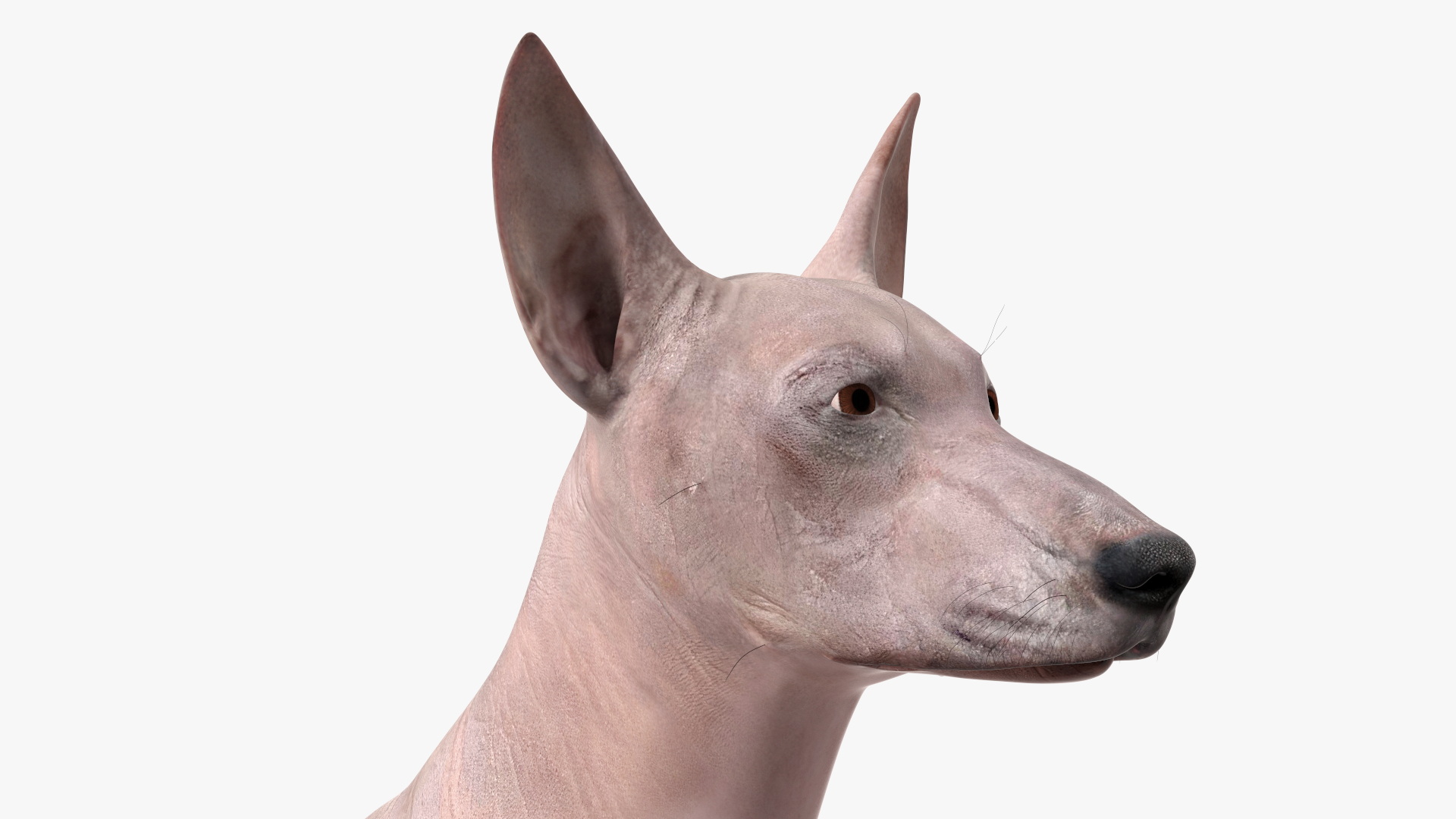3D Xolo Hairless Mexican Dog Fawn Rigged for Maya