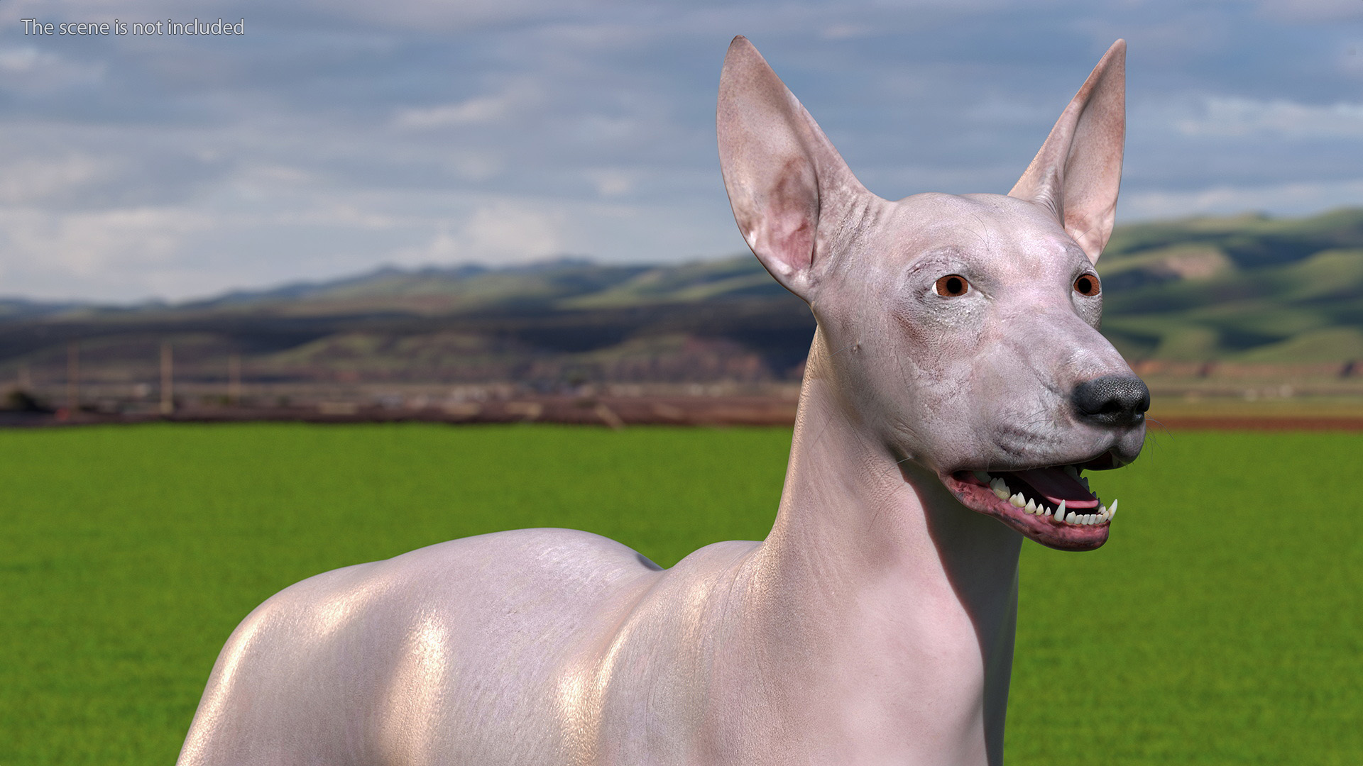 3D Xolo Hairless Mexican Dog Fawn Rigged for Maya