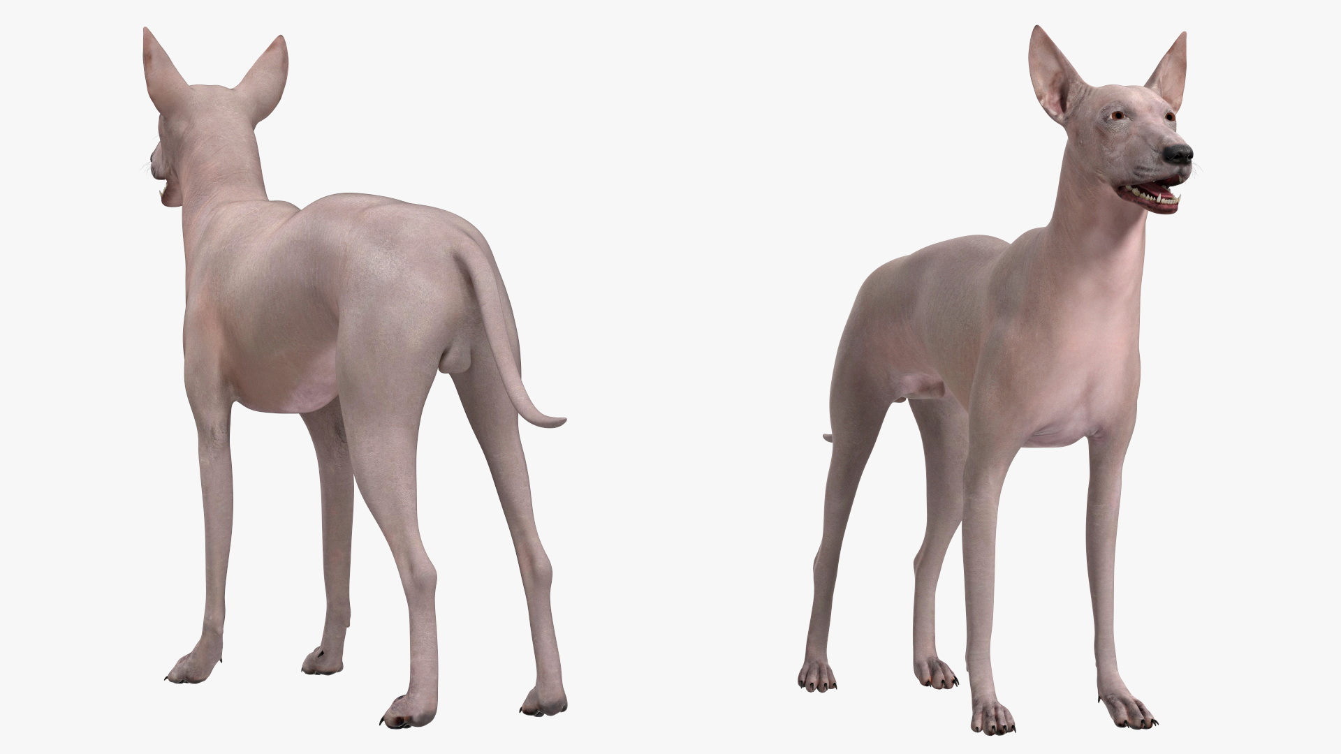 3D Xolo Hairless Mexican Dog Fawn Rigged for Maya