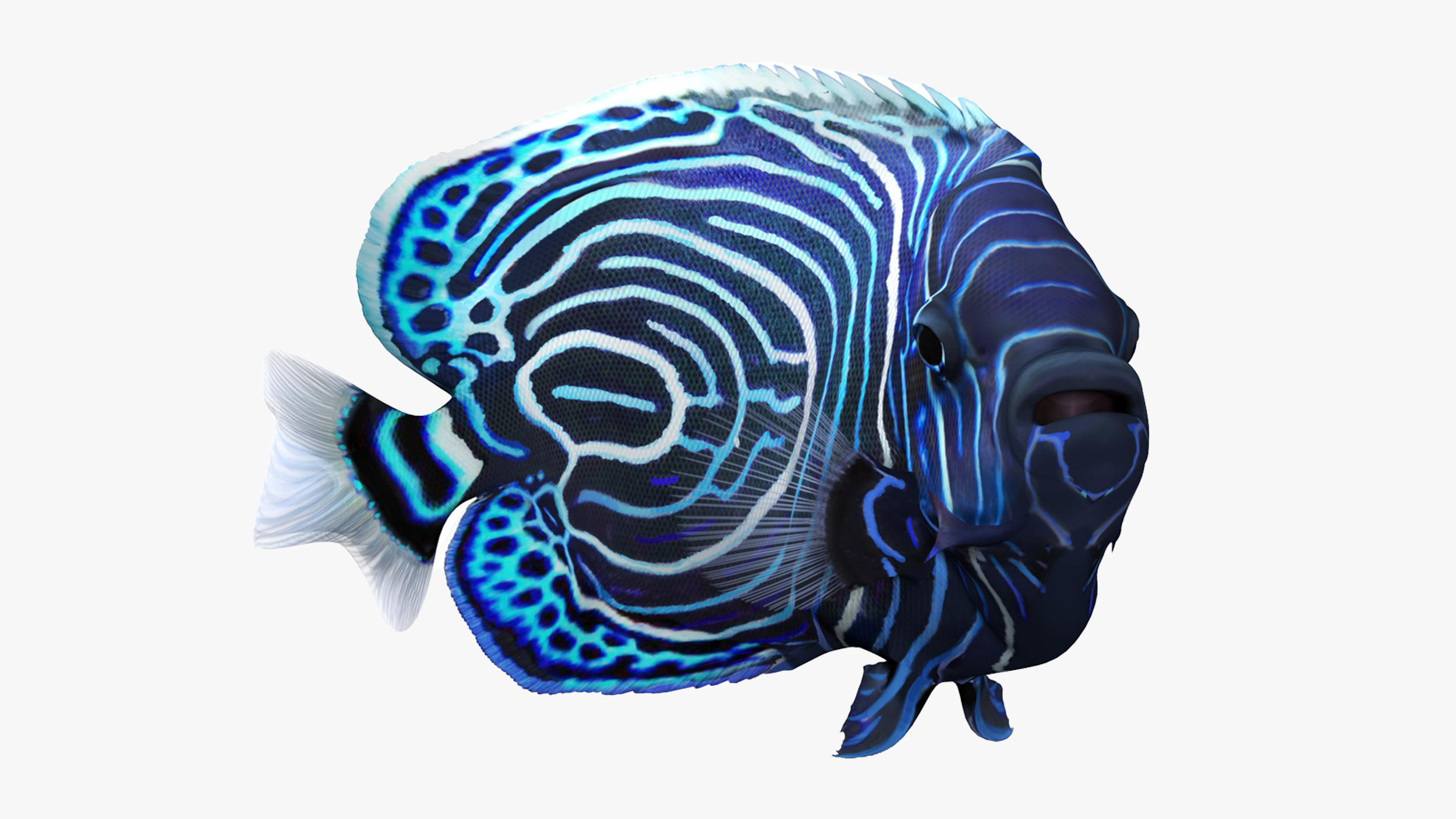 3D Emperor Angelfish Rigged for Cinema 4D model