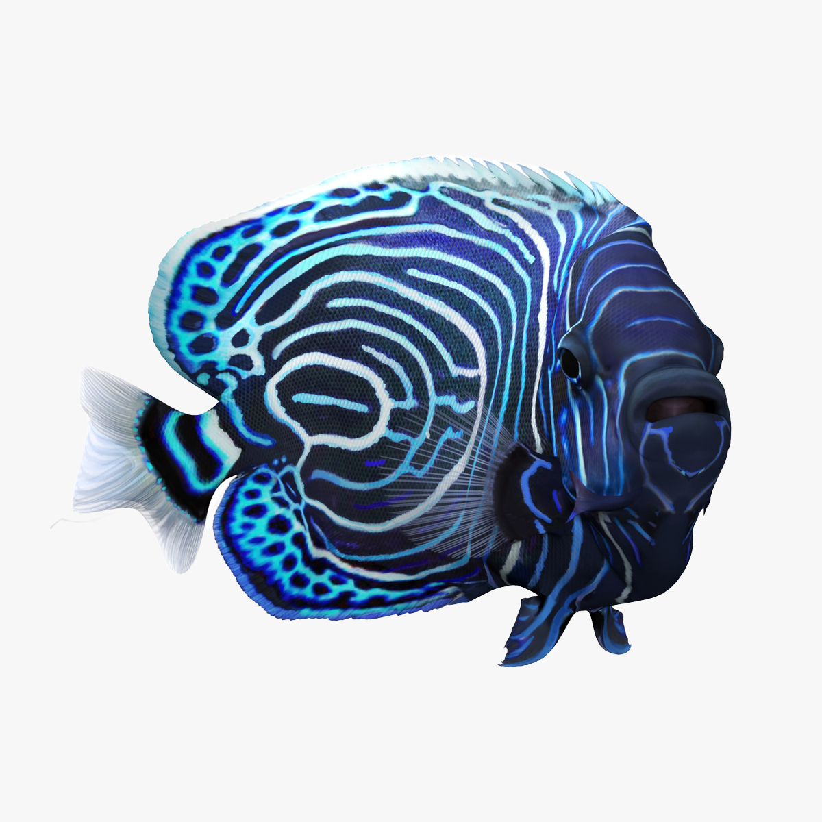 3D Emperor Angelfish Rigged for Cinema 4D model