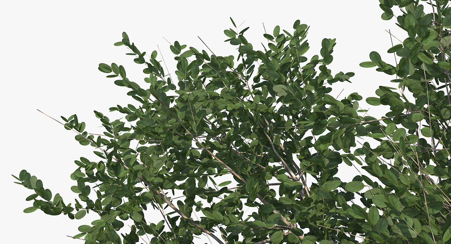 3D model Small Evergreen Tree