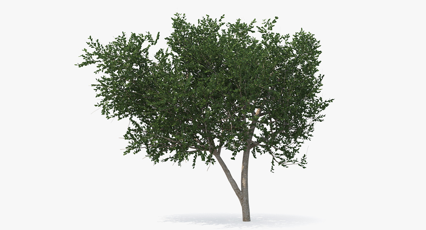 3D model Small Evergreen Tree