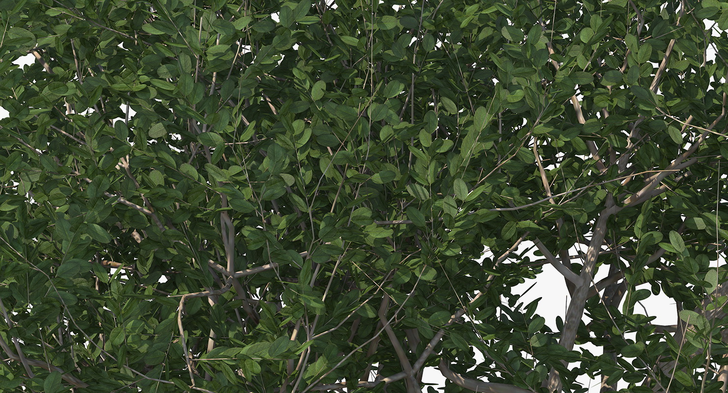 3D model Small Evergreen Tree
