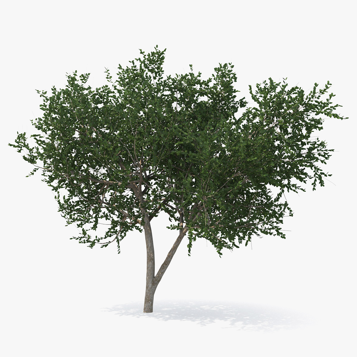 Small Evergreen Tree 3D Model