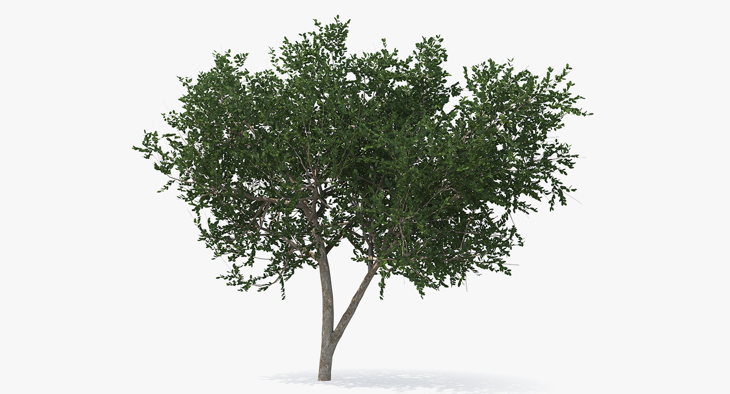 3D model Small Evergreen Tree
