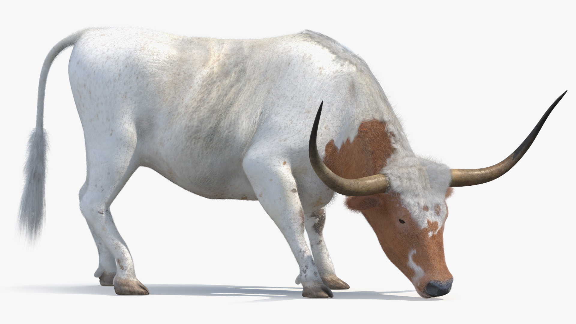 Texas Longhorn Cattle White Color Fur 3D