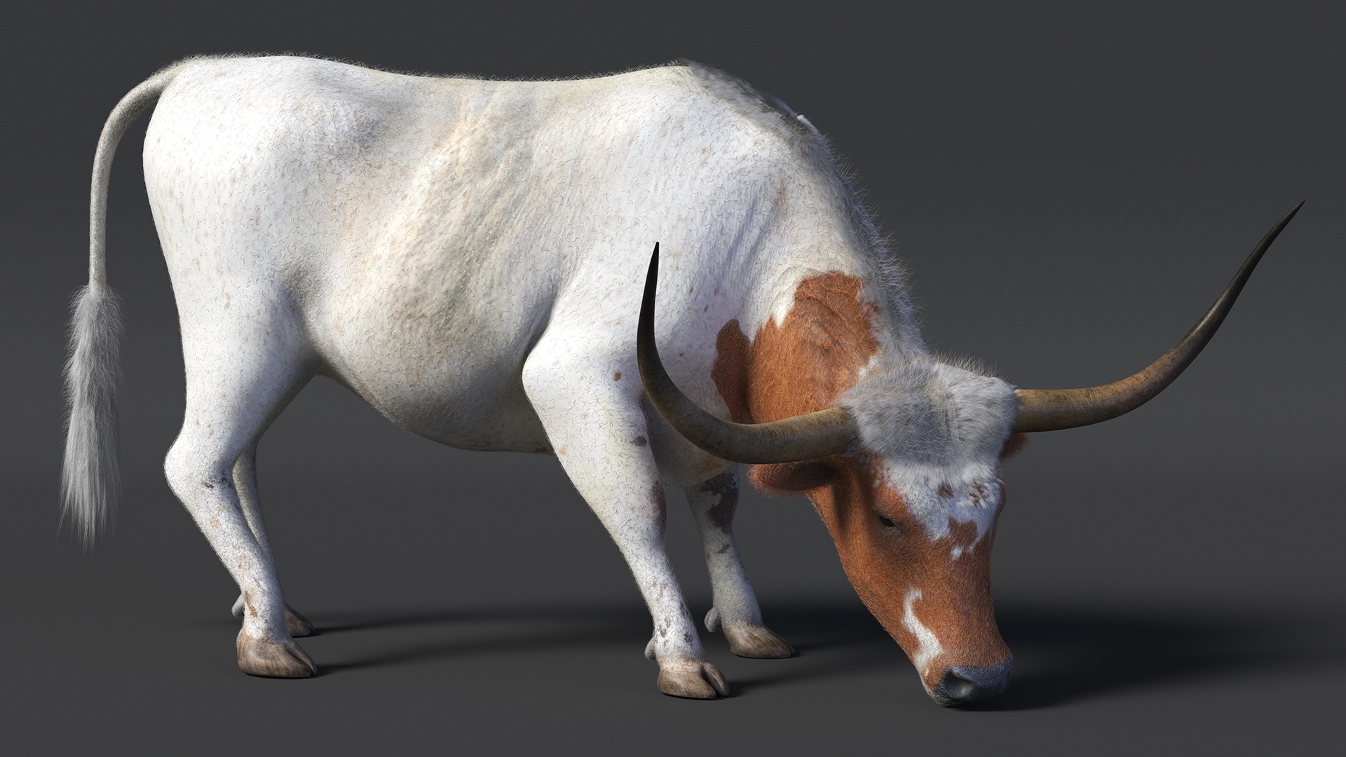 Texas Longhorn Cattle White Color Fur 3D