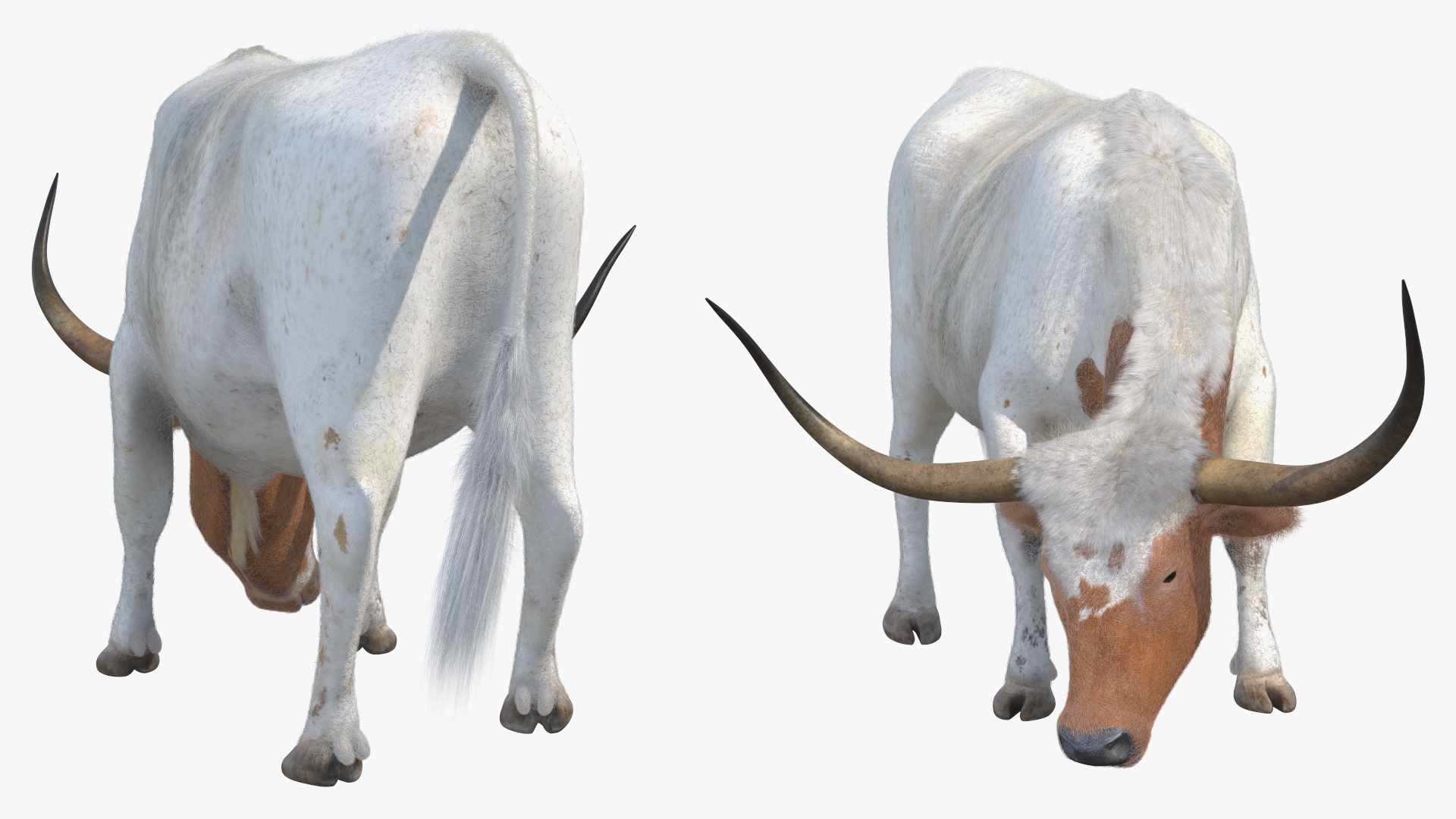 Texas Longhorn Cattle White Color Fur 3D